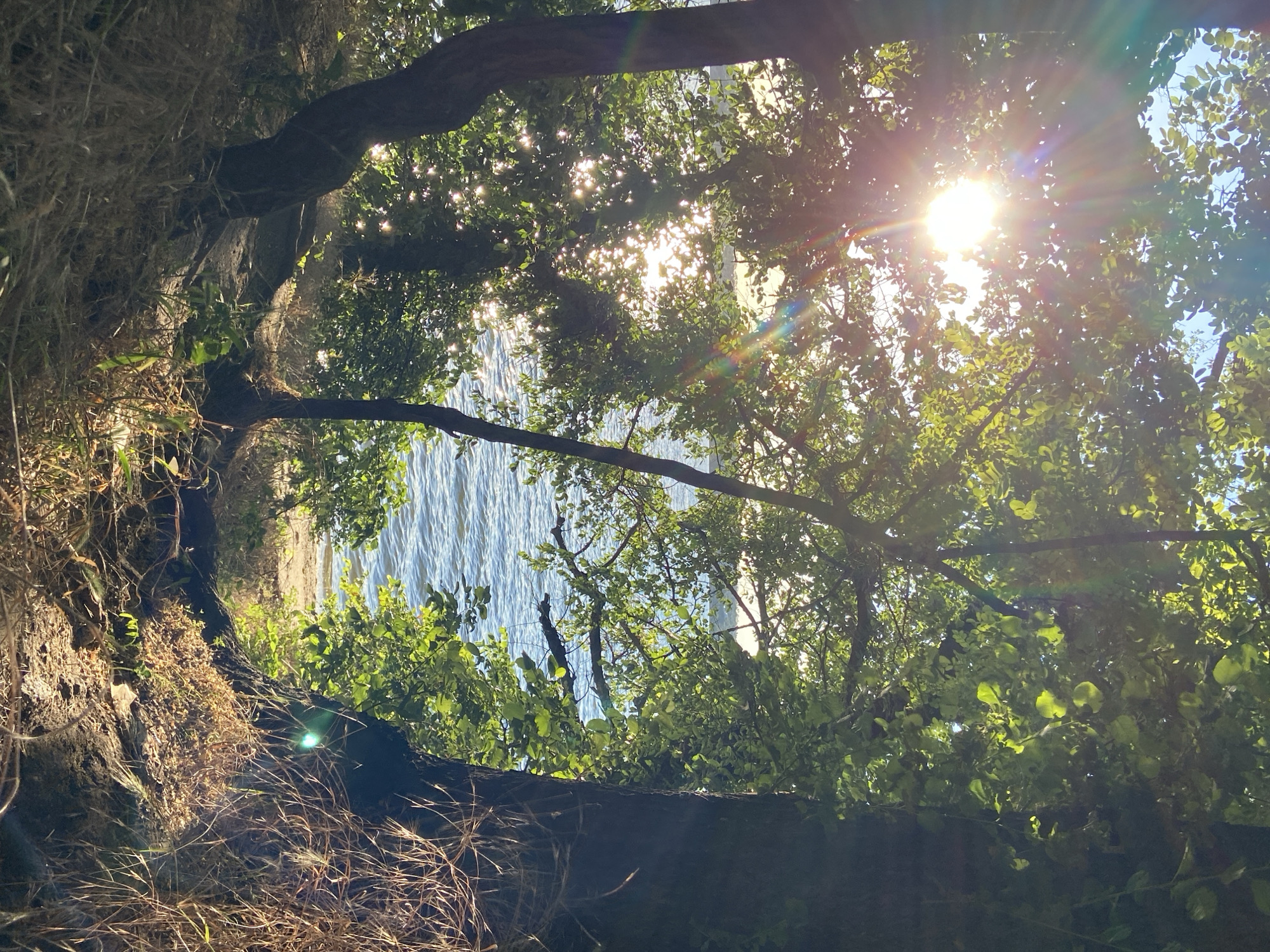 A sun-drenched view through trees reveals a body of water, likely a lake or river, with gentle ripples on its surface. The sunbeams pierce through the lush green foliage, creating a dappled light effect and a rainbow-like flare. The foreground is dominated by dry grass and tree trunks, suggesting a natural, possibly wooded, waterfront area. There are no people or specific urban landmarks visible.