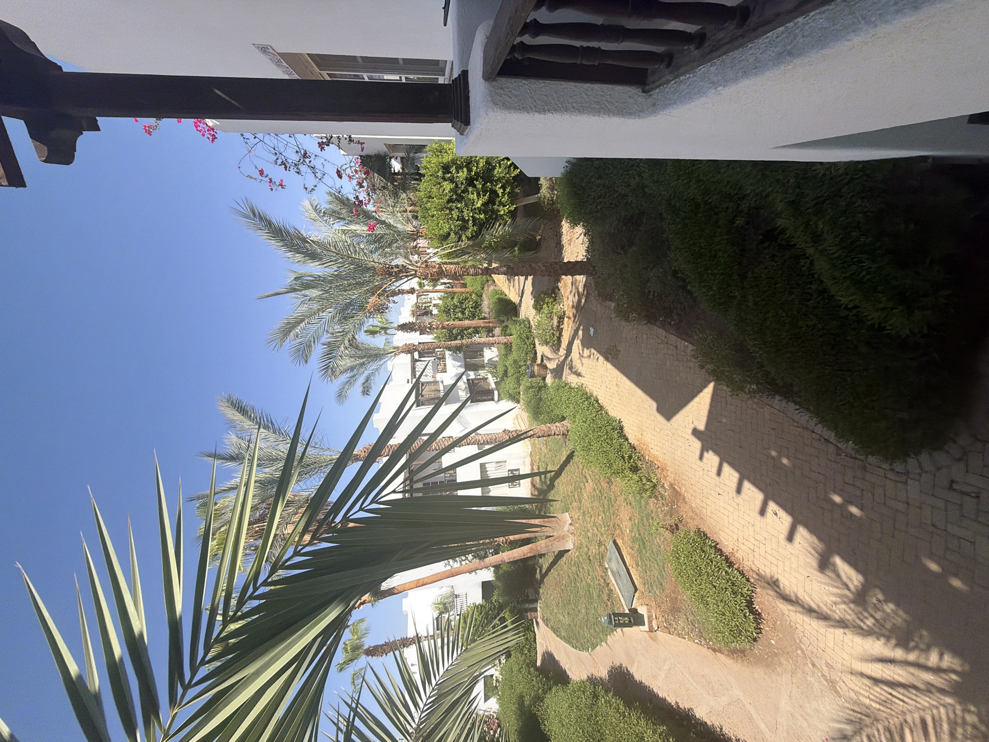 The image captures a sun-drenched courtyard within a resort in Sharm El Sheikh, Egypt, likely a part of a hotel or residential complex. The scene is dominated by lush greenery and architectural elements characteristic of a Mediterranean or Middle Eastern climate. In the foreground, large palm fronds with sharp, pointed leaves extend into the frame from the left, casting dappled shadows on a brick-paved pathway. The pathway curves through the courtyard, flanked by neatly trimmed green bushes.
Further into the courtyard, several tall palm trees with their characteristic trunks and fronds stand amidst the manicured landscape. In the background, white, two-story buildings with simple, modern architecture are visible. These buildings feature balconies with wooden railings and dark-framed windows. Bright pink bougainvillea flowers cascade down one of the white walls, adding a splash of color against the clear blue sky. A dark wooden overhang, supported by a thick pillar, is also visible on the right side of the frame, suggesting an outdoor seating area or a covered walkway.
The ground is a mixture of grass and brick paving. A single lamppost, designed in a minimalist style, is placed near the pathway in the grassy area. The overall impression is one of a tranquil, well-maintained outdoor space designed for relaxation and enjoying the warm weather, typical of tourist destinations in Sharm El Sheikh. No people or animals are present in the image.
