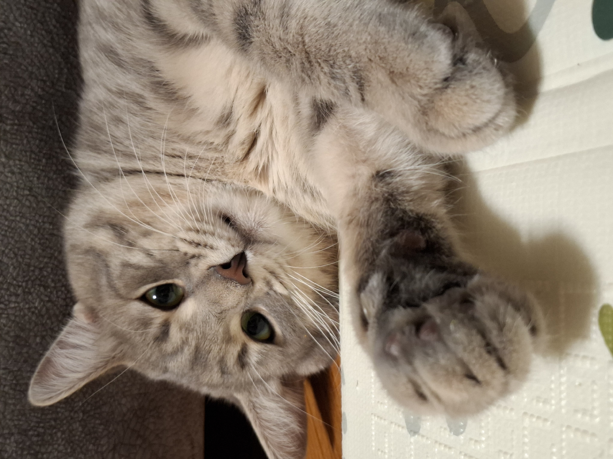 A domestic cat, likely a tabby breed, is captured in an indoor setting in Novi Sad, Serbia, lying in a relaxed pose and looking directly at the camera. The cat's fur is a mix of light gray and darker gray stripes and patches, with noticeable white whiskers fanning out from its snout. Its bright green eyes are wide open, and its nose is pink.
The cat is positioned with its head towards the bottom-left of the frame (when viewed in the given orientation), appearing upside down from a conventional perspective. It rests partly on a dark gray, textured surface, possibly a sofa or blanket, which occupies the left side of the image. The right side of the frame features a lighter, off-white surface with a subtle patterned texture, resembling a floor mat or bedsheet. One of the cat's front paws, revealing its soft pads and partially extended claws, is visible on this lighter surface, slightly blurred in the foreground.
The overall scene depicts a calm and comfortable indoor environment. The lighting suggests either daytime indoors or artificial interior illumination, as there are no explicit outdoor elements or strong shadows to indicate natural sunlight. The cat's expression appears curious and relaxed, engaging directly with the viewer. There is no visible text within the image.