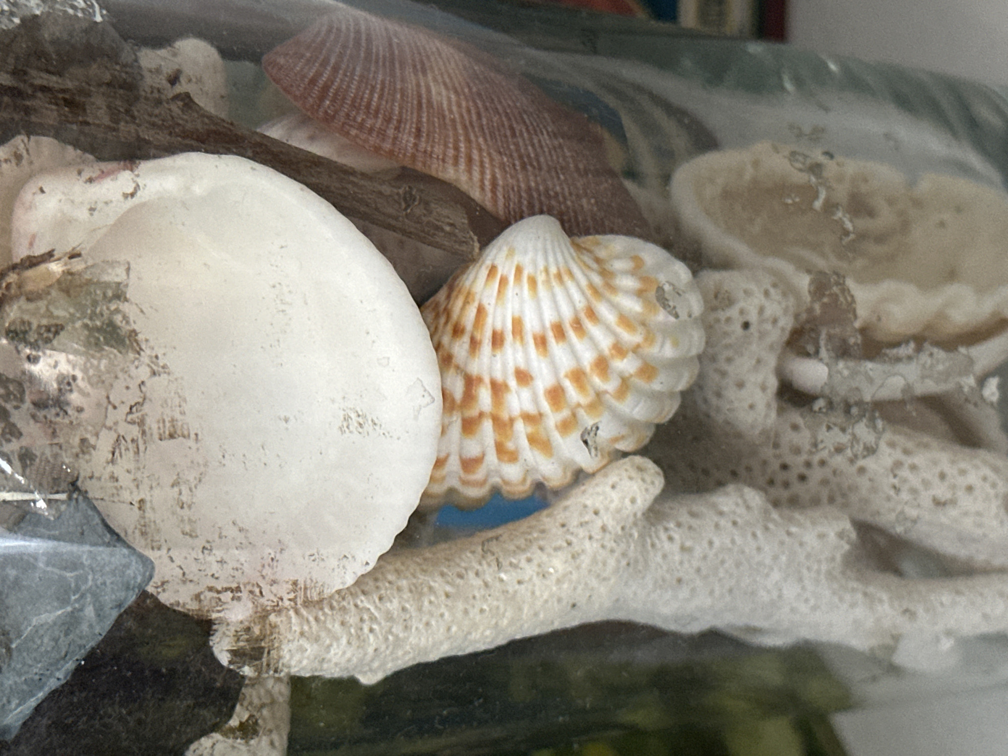 A close-up, eye-level shot captures a collection of seashells and coral pieces inside a clear glass container. The central focus is a white, circular shell with a textured surface. Below it, a smaller seashell exhibits a distinct pattern of orange and white stripes. To the right, a reddish-brown, ribbed shell is partially visible. Various pieces of light-colored, porous coral are scattered throughout the arrangement, some appearing somewhat degraded. A thin, brown twig is also present among the shells. The background is blurred, showing hints of green and blue hues, suggesting an outdoor or naturally lit environment. The image is well-lit, with the textures and colors of the shells and coral clearly defined. There are no people or animals in the frame, and no specific location in Nevinnomyssk, Russia, can be identified from the visual information provided.