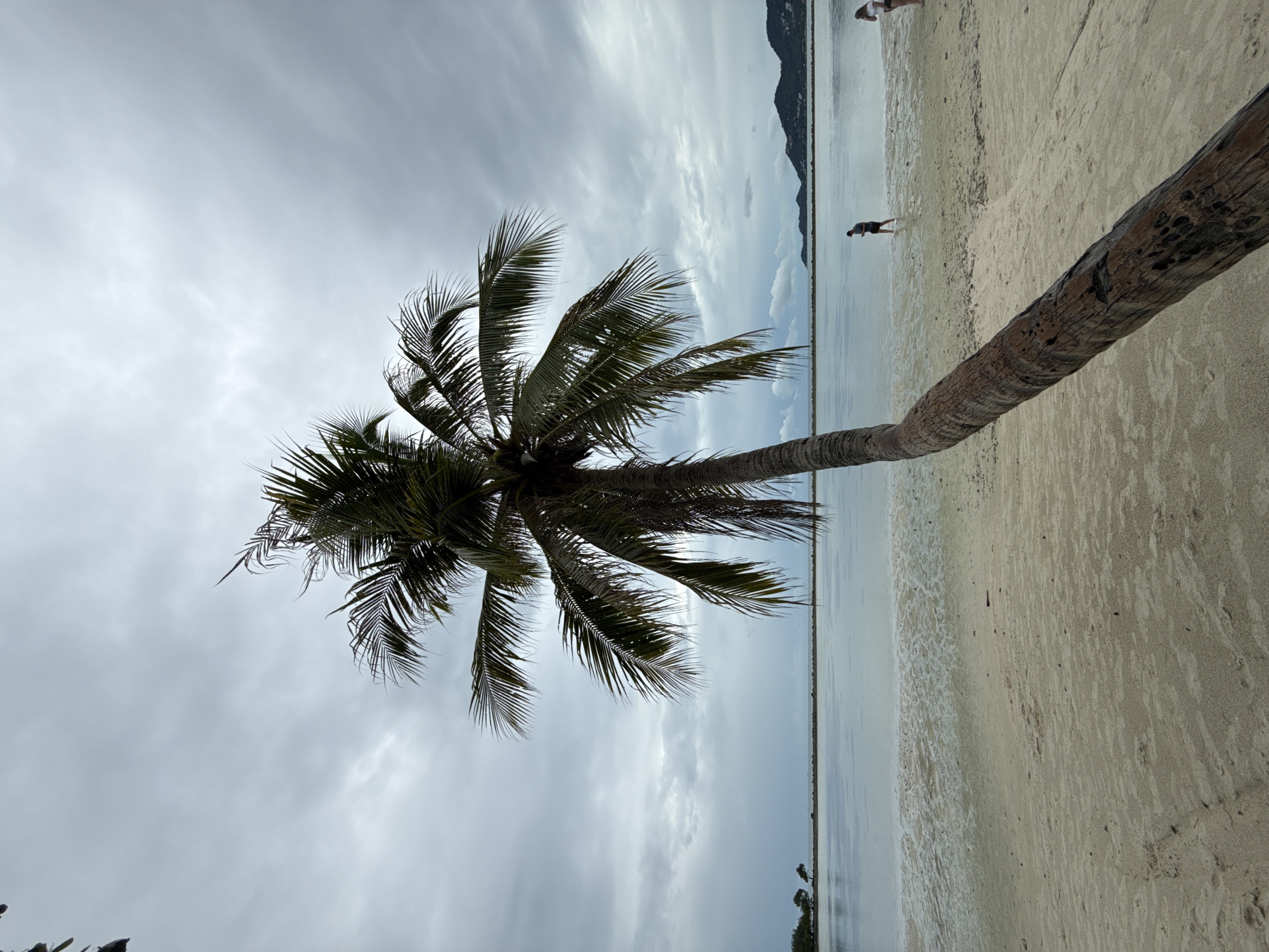 A lone, leaning palm tree dominates the foreground of this beach scene in Ko Samui District, Thailand. Its trunk, thick and weathered, stretches diagonally across the frame, its fronds forming a dark silhouette against a cloudy, overcast sky. The sandy beach is wet and reflective in the foreground, transitioning to drier sand further back. In the middle ground, a calm, shallow body of water stretches towards a distant, hazy shoreline. Two individuals are visible on the beach near the water's edge: one person in dark clothing walks into the water, while another person in lighter clothing stands further away. The overall atmosphere is subdued, with the cloudy sky casting a diffused light over the scene.