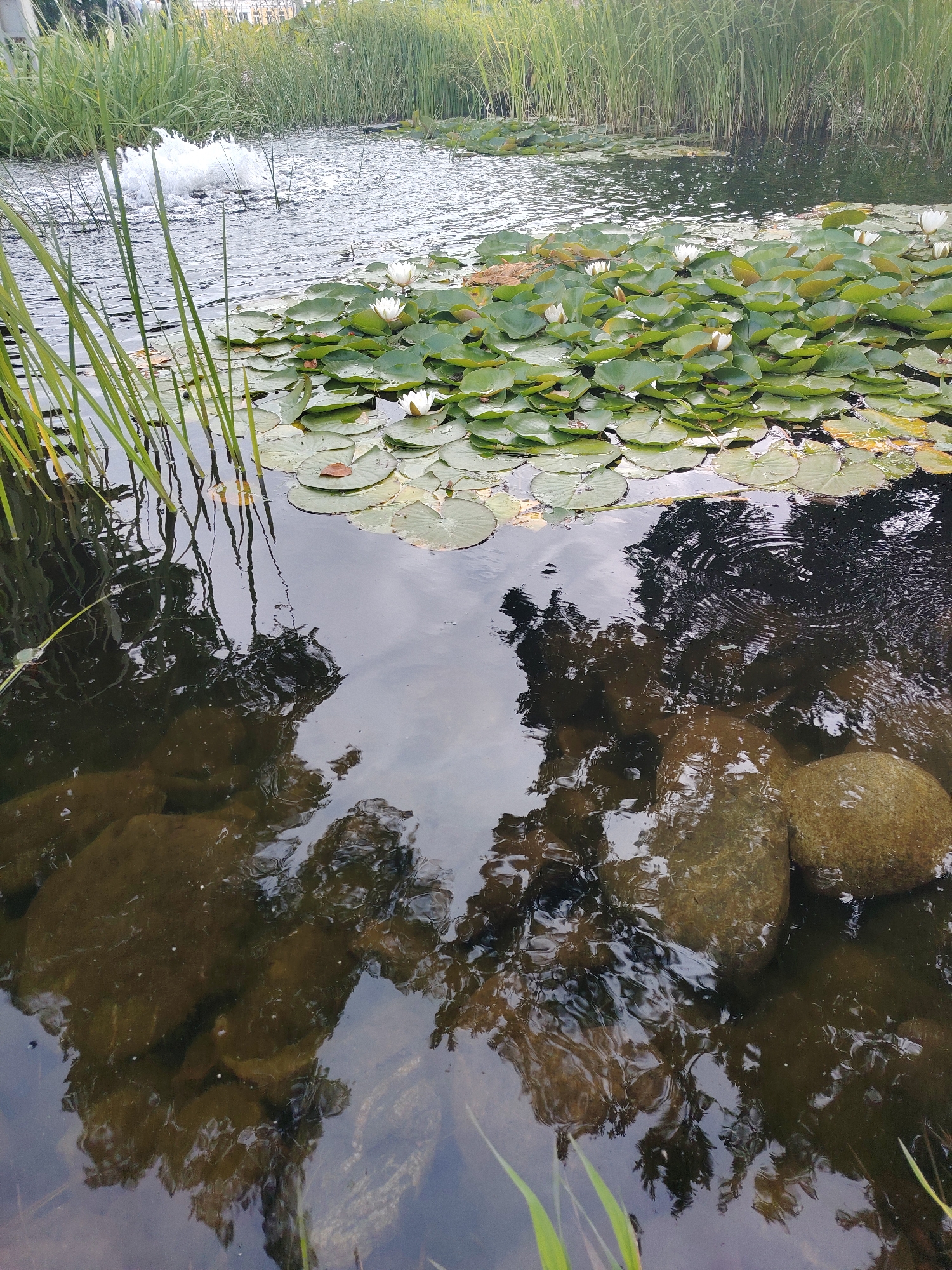 In the city of Unknown, Unknown, a body of water, likely a pond or lake, is captured in an overhead shot. The water is calm and reflects the surroundings, with visible ripples in some areas. The surface is adorned with numerous lily pads, many bearing white water lilies in bloom, adding vibrant color to the scene. Tall, green reeds line the edges of the water, creating a naturalistic border. Submerged rocks are visible beneath the surface, adding depth and texture to the aquatic environment. A fountain in the background sprays water, creating a frothy white plume that breaks the surface tension of the water.