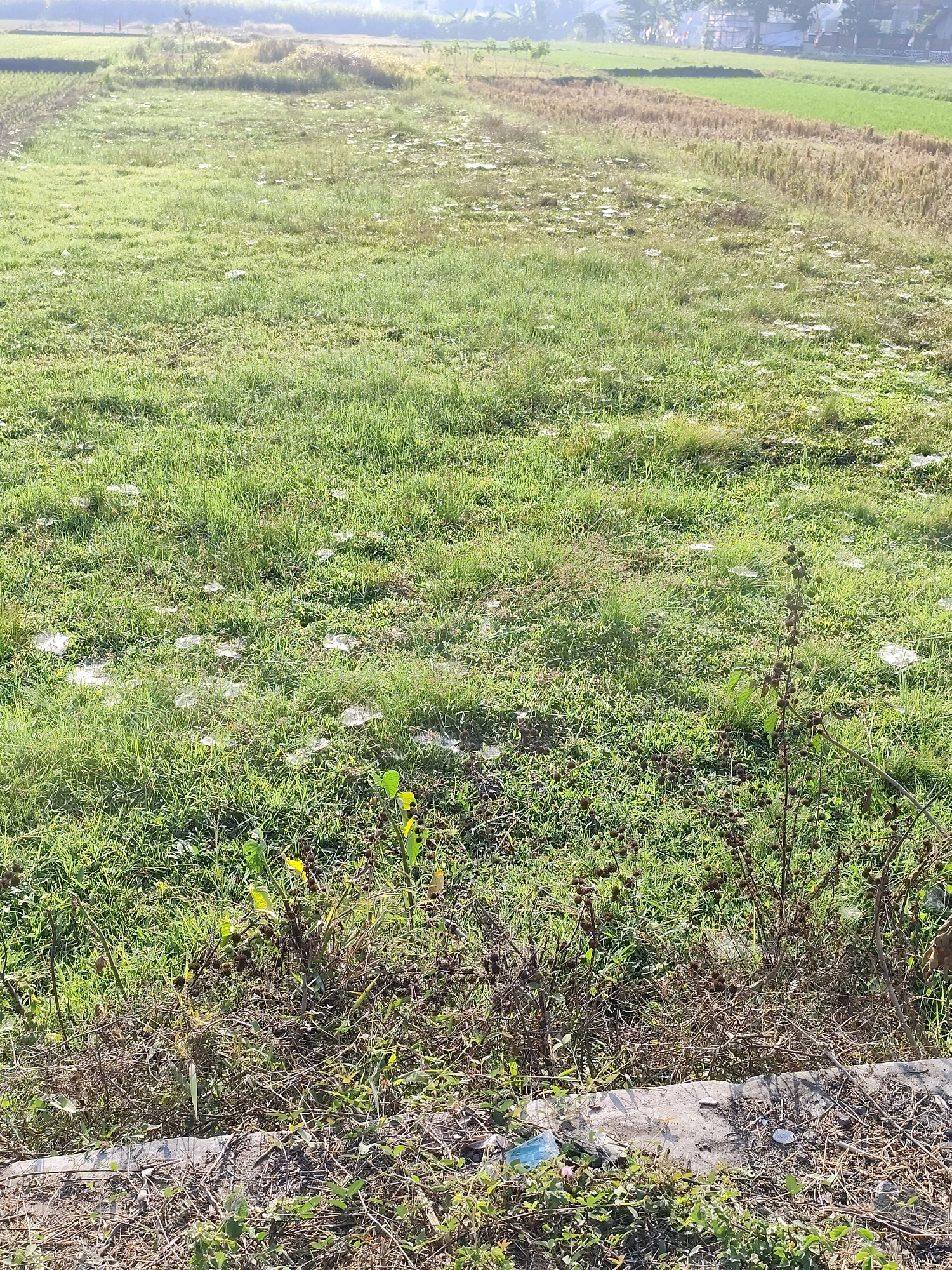 The image shows a grassy field with scattered white spiderwebs. In the background, there are agricultural fields and some buildings. The foreground shows a concrete barrier with dry vegetation and some litter. The scene appears to be in a rural or semi-rural area, possibly on the outskirts of a city like Jebugan, Indonesia, given the context of agricultural land and buildings. There are no people or animals visible in the image.