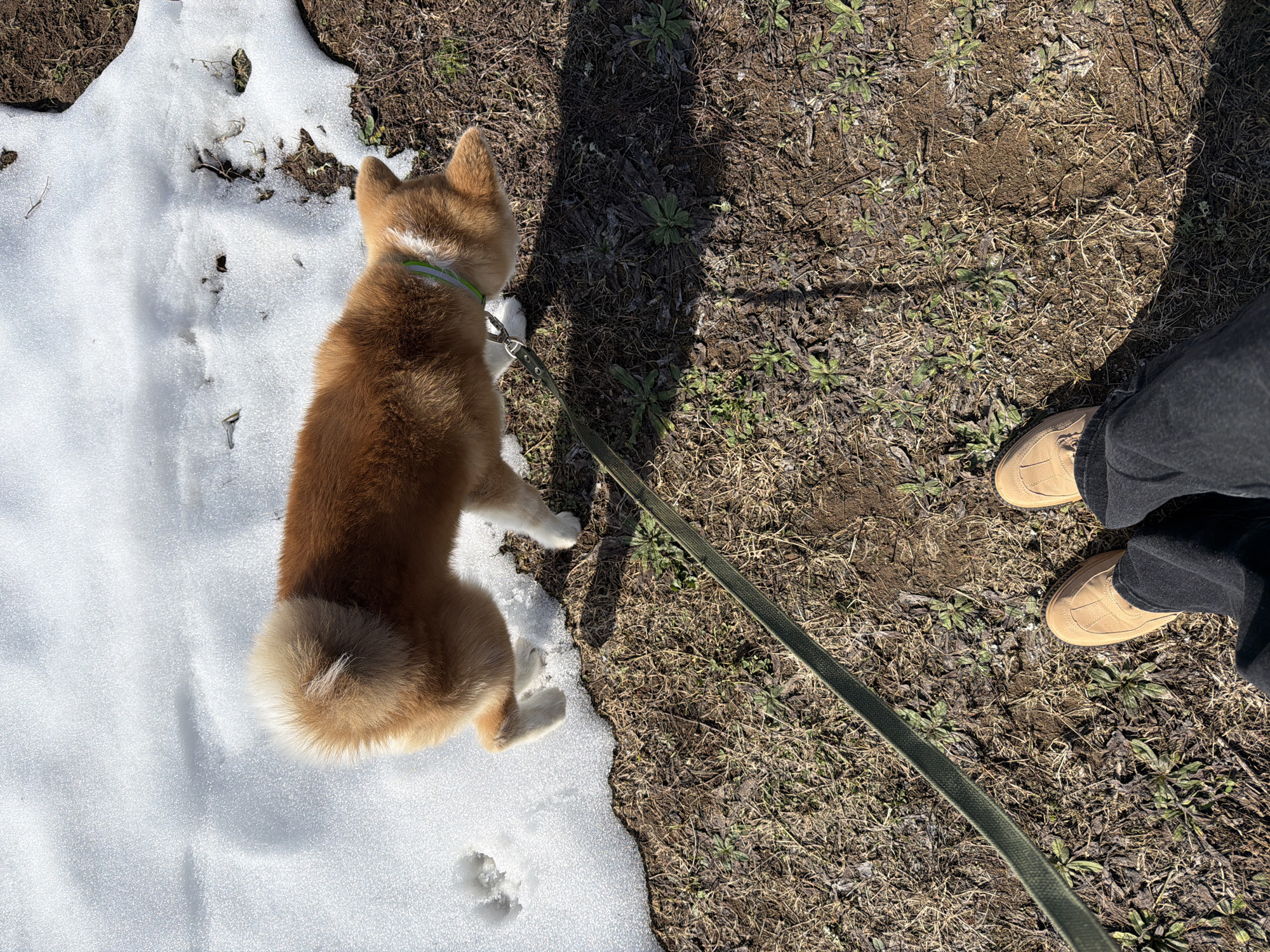 A tan Shiba Inu puppy on a leash stands on the border between snow and dry grass/dirt. A person wearing tan shoes and dark pants stands on the grass/dirt. The location is Chaikovsky, Russia.