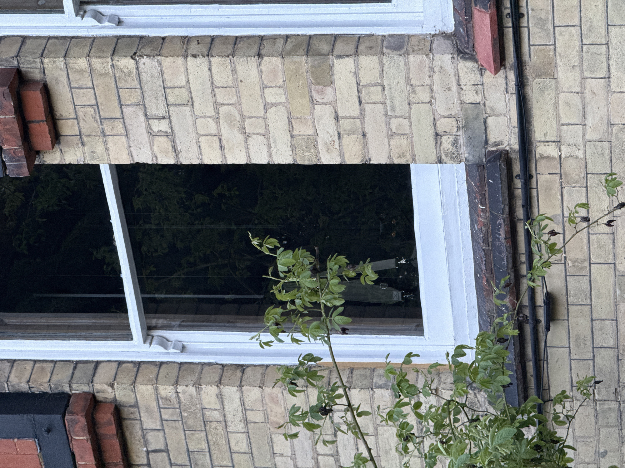 A medium shot shows a window, viewed from outside a building in London, United Kingdom. The window's frame is white and set in a brick wall. Some bricks are beige with a greyish undertone, others are red and black. A plant with green leaves and dark berries grows in front of the window. A black pipe runs vertically along the wall to the right of the window. The window reflects the trees outside.