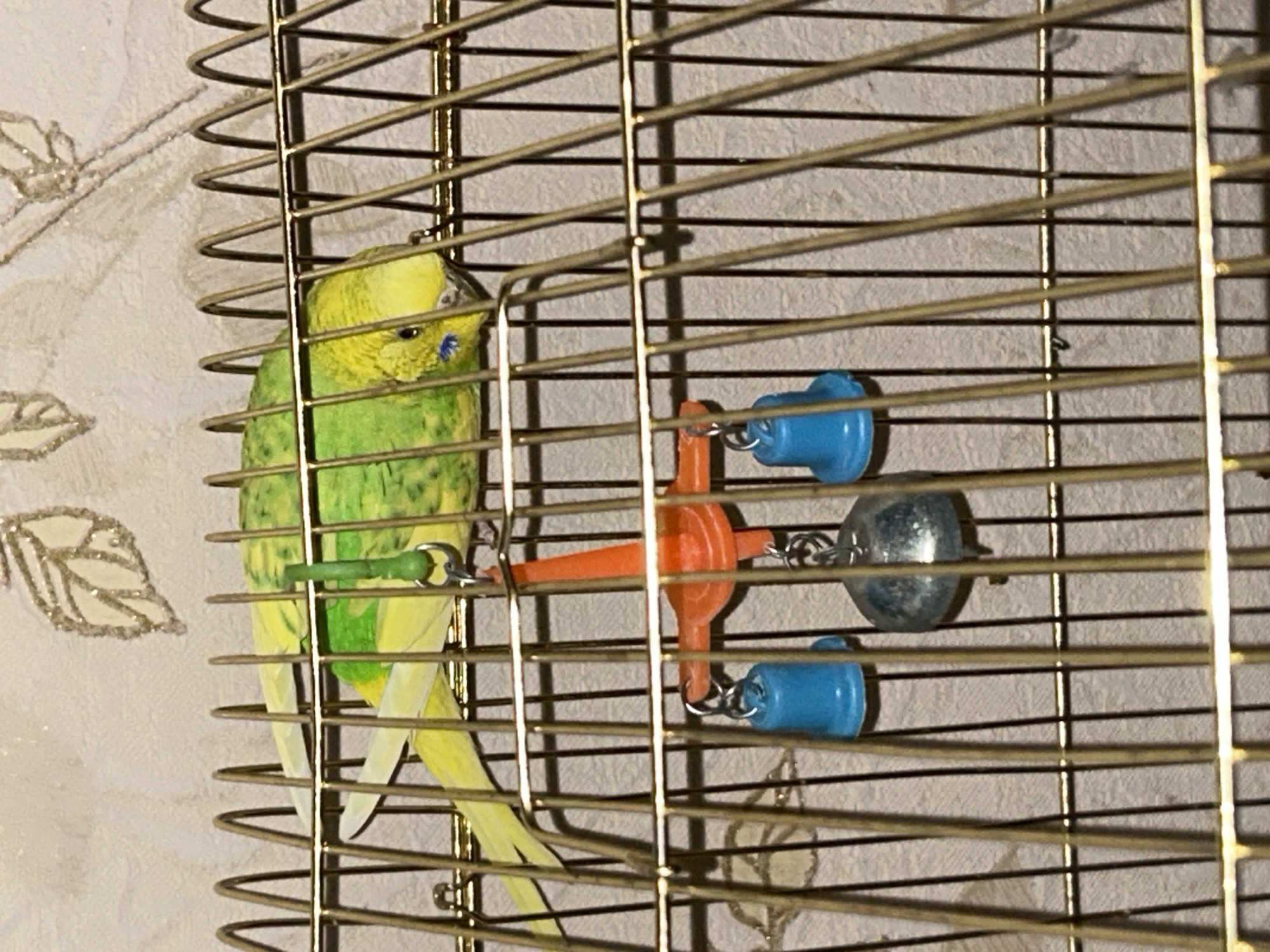 A budgerigar is perched inside a golden cage. The bird is predominantly green and yellow, with black markings on its wings and tail. It is facing left, with its head tilted slightly downwards. The cage bars are visible, with some toys attached to them, including a blue bell, an orange perch, and a silver bell. The background appears to be a wall with a patterned wallpaper. The lighting suggests it could be daytime or indoors with artificial light. The scene is static, with the bird appearing calm and still. There is no visible text in the image.