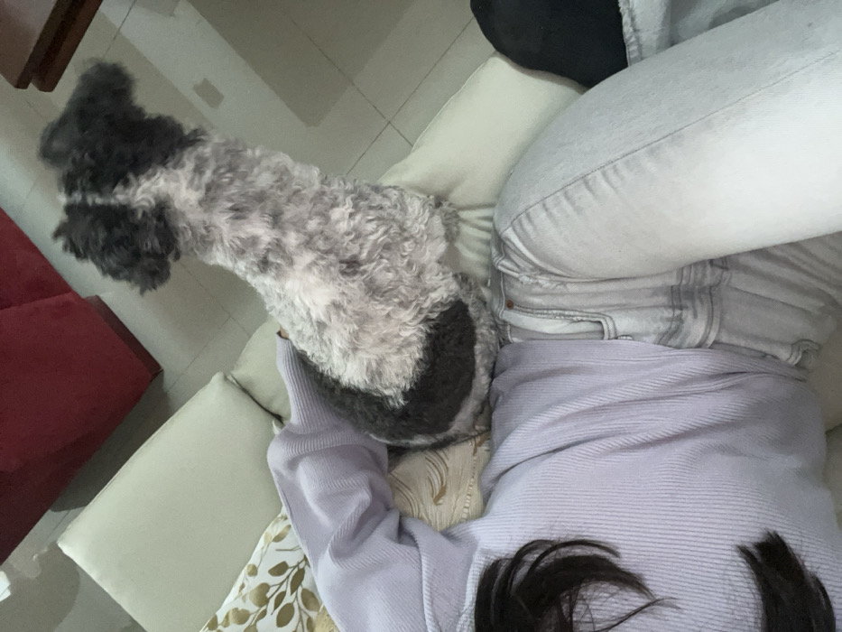 This image, taken in Barrio de Nuevo León, Mexico, presents an indoor scene from an elevated, slightly overhead perspective. A person is depicted reclining on a light-colored sofa, oriented with their lower body towards the bottom of the frame. The individual wears a light purple ribbed long-sleeved top and light-wash denim jeans. Dark hair is visible along the left edge of the frame, indicating the person's head is out of view or partially obscured. Resting on the person's lower torso and lap is a small, bi-color dog with curly fur, predominantly grey and white with significant dark black/grey markings on its head and back. The dog is in an upright seated position, facing towards the upper right of the frame, away from the person's head. A decorative pillow with a gold leaf-like pattern on a light background is partially visible beneath the person's left arm/side. In the background, a dark red furniture item is partially visible, along with a tiled floor featuring light-colored square tiles and darker grout lines. A dark, reflective wooden surface is also visible in the upper right quadrant of the frame.