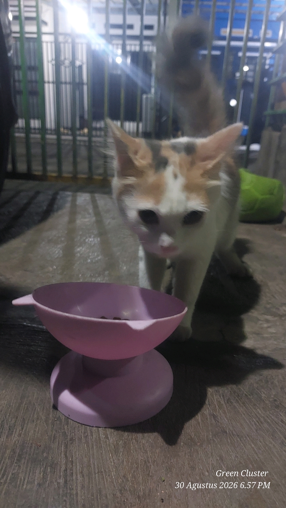 A calico cat stands in front of a pink pet bowl filled with kibble. The cat is facing the camera, with its head tilted slightly. The background consists of a metal fence and a green object, possibly a beanbag. The floor is made of concrete, with some water on it. A timestamp in the lower right corner indicates "Green Cluster 30 Augustus 2026 6.57 PM." The scene is likely outdoors, possibly in a residential area.