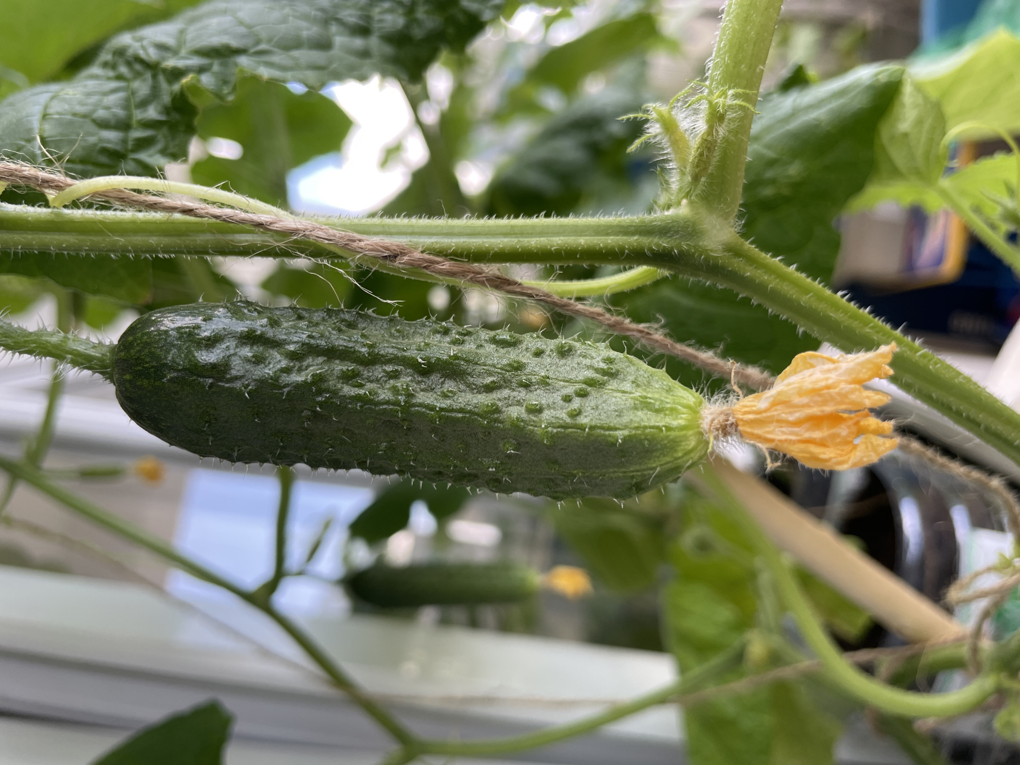 A close-up shot focuses on a young, green cucumber growing on a vine. The cucumber is cylindrical with a bumpy texture and is hanging downwards. At the bottom of the cucumber, a withered yellow flower is visible. The vine itself is green and covered in fine white hairs. A piece of twine is wrapped around the vine, likely for support. In the background, other green cucumber leaves are visible, as well as a slightly out-of-focus view of other cucumbers growing on the vine. The overall environment appears to be an indoor setting, possibly a balcony or greenhouse, with diffused light coming from a window. The image does not contain any people, nor any information to suggest the location is the city of Laishevo, Russia.