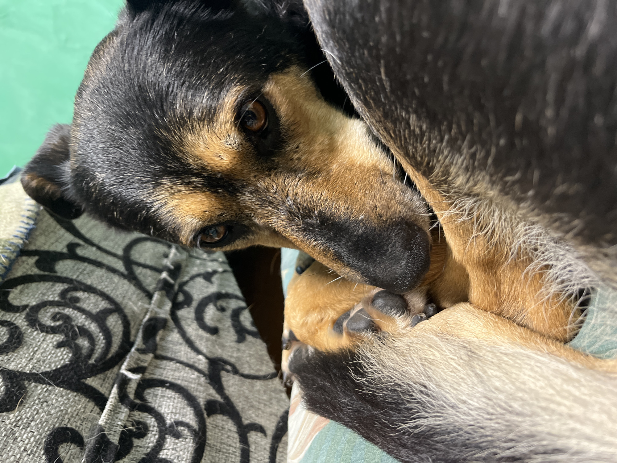 A close-up, vertical shot captures a German Shepherd dog resting, its head tucked into its paws. The dog's fur displays a typical black and tan pattern, with warm brown eyes that appear alert. The background is out of focus, featuring a green surface and a patterned fabric with black swirls on a gray base. The dog's paws are visible, one resting on its nose. The lighting suggests an indoor setting, possibly a living room or bedroom, with natural light illuminating the scene. There are no discernible elements that could associate this image with the city of Nizhny Tagil, Russia.