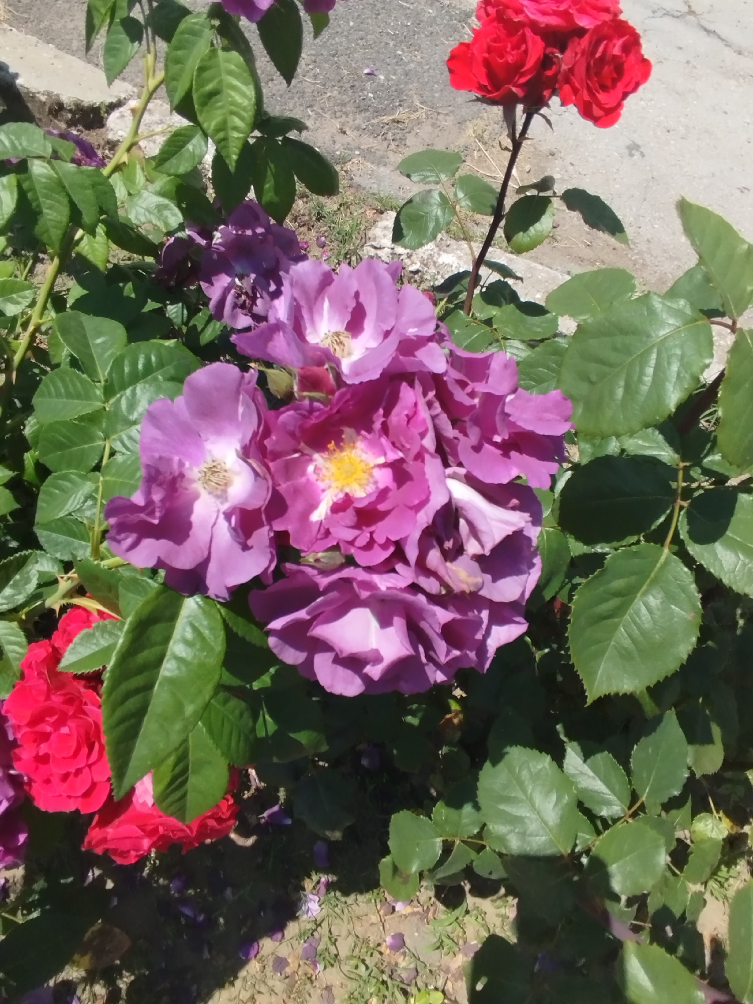 A cluster of lavender roses with yellow centers and a few red roses are in full bloom. The roses are growing on a plant with green leaves. The background is a blurry mix of gray pavement and brown dirt. The image is taken outdoors in daylight.