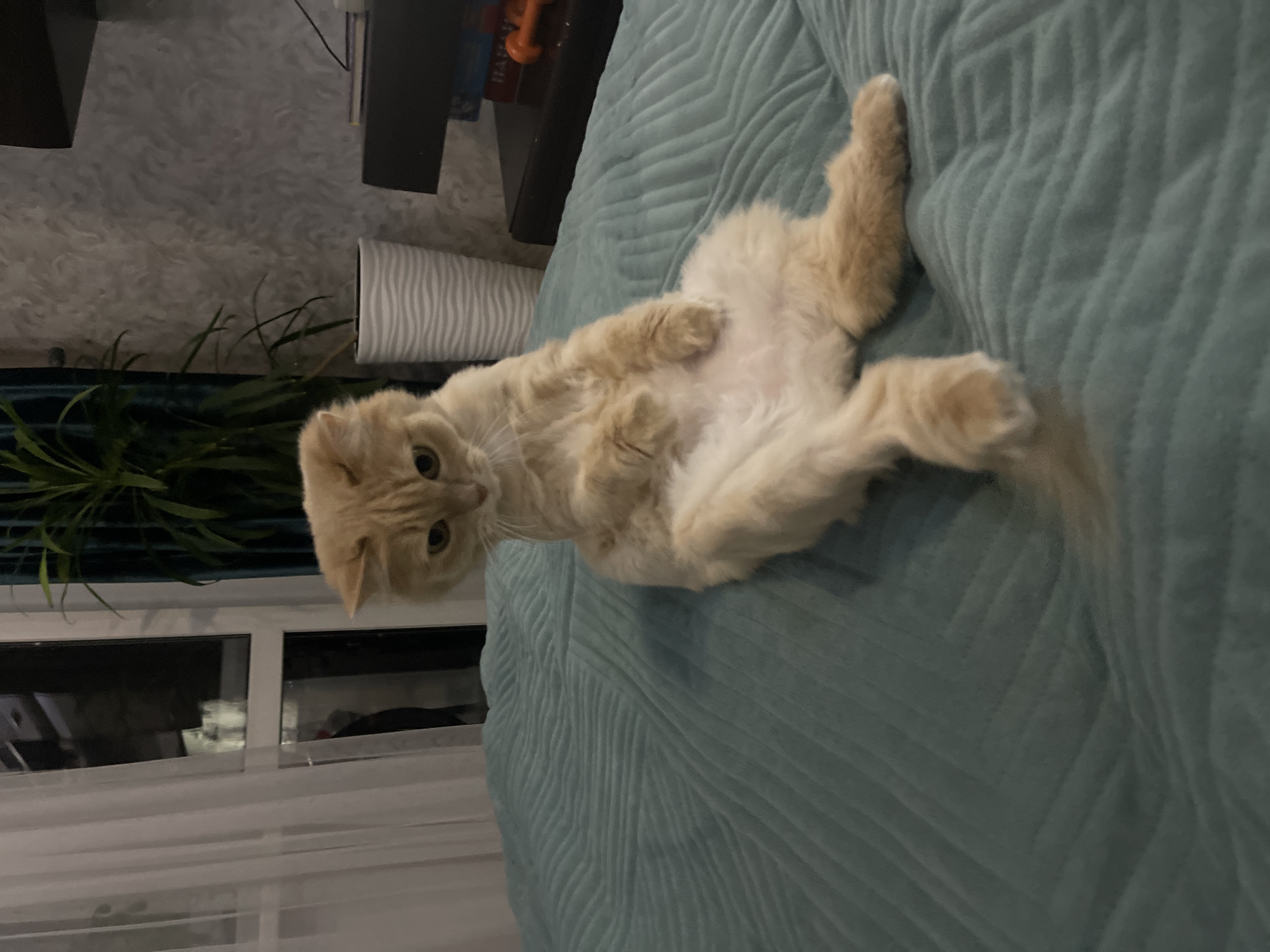 A ginger cat is lying on its back on a teal-colored bed. The cat is positioned in the center of the image with its head facing toward the left and its body extending toward the right. The background shows a window with sheer curtains, a green plant, a white cylindrical object, and a black cabinet with a book on top. The location of the image is Chaikovsky, Russia.