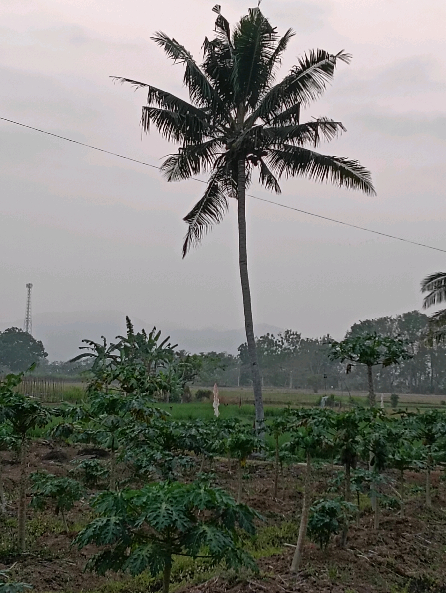 This is a vertical, full-shot, medium-angle, outdoor, low-light photograph of a plantation in Purworejo, Indonesia. The scene is dominated by a tall, slender coconut palm tree in the center, its fronds reaching towards the hazy sky. In the foreground, a neatly arranged plantation of young papaya trees, some bearing fruit, occupies the lower half of the frame. Behind the papaya trees, a row of banana plants stands, followed by a field of rice paddies. In the distance, a cellular tower is visible, flanked by rolling hills partially obscured by mist. The sky is overcast, contributing to the diffused light. The ground is a mixture of soil and sparse vegetation.
