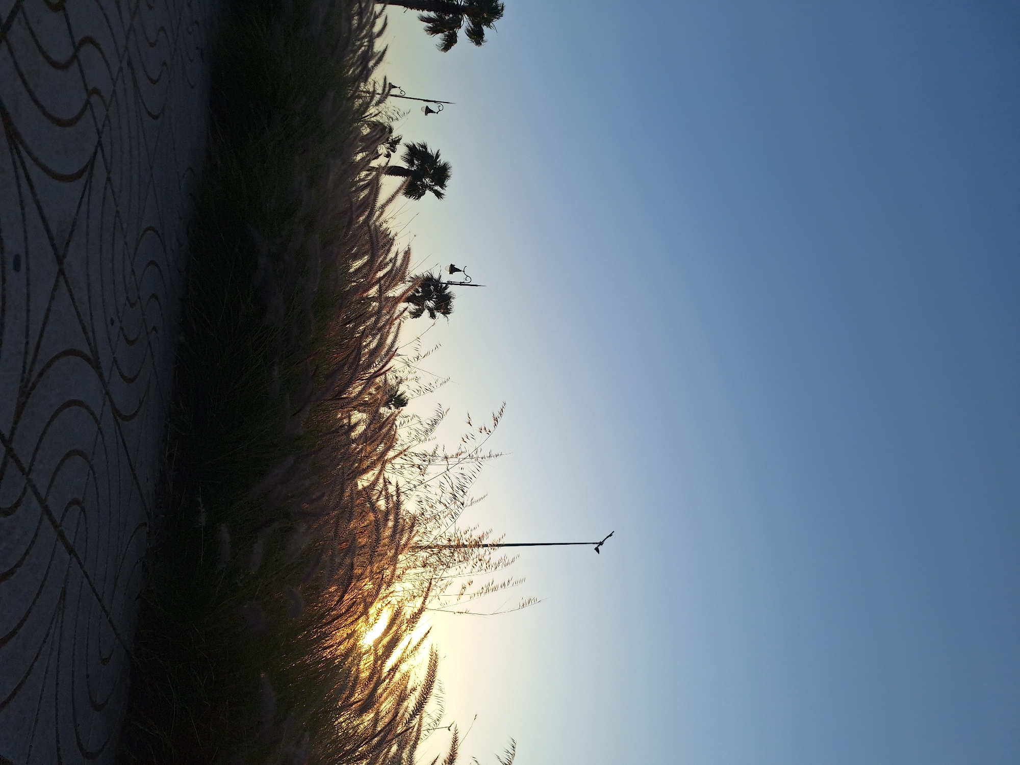 This outdoor landscape photograph captures a serene moment during either sunrise or sunset in Safi, Morocco. The image is composed with a paved pathway on the left, featuring a distinct, swirling geometric pattern. To its right, a dense, feathery line of tall grass, possibly Pampas grass, dominates the mid-ground. The grass is heavily backlit by a warm, golden light emanating from the horizon, causing its plumes to glow and creating dark silhouettes of its stems.
Beyond the grass, several objects are visible in silhouette against the bright sky. These include multiple palm trees and classic-style streetlights, suggesting a promenade or park setting. High in the clear, blue sky, a small bird is captured in flight, adding a touch of dynamic movement to the otherwise tranquil scene. The sky transitions smoothly from a radiant golden-yellow near the horizon (where the sun is located, though not directly visible) to a soft, clear blue towards the top. There are no clouds, indicating fair weather. No people or visible text are present in the image. The overall mood conveyed is one of peaceful natural beauty at dusk or dawn.