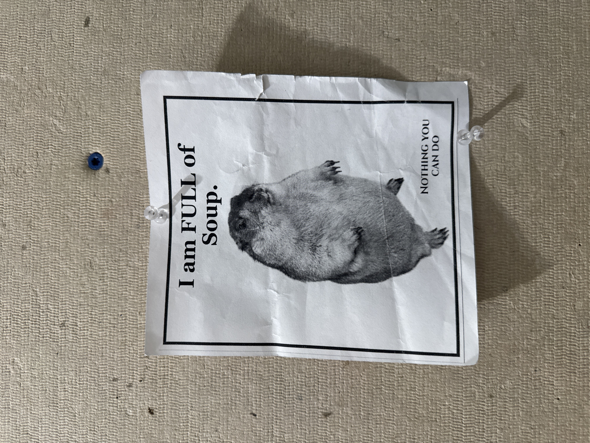 A printed white sheet of paper is affixed to a textured, beige-colored wall using three clear push pins and one blue push pin. The sheet contains a black-and-white image of a round, furry animal lying on its back. The text "I am FULL of Soup." is printed in bold, black, vertical font on the left side of the sheet, and the text "NOTHING YOU CAN DO" is printed in a similar font on the right side, oriented vertically. The sheet is bordered with a black line. The photograph was taken in the town of Red Hook, New York, United States of America.