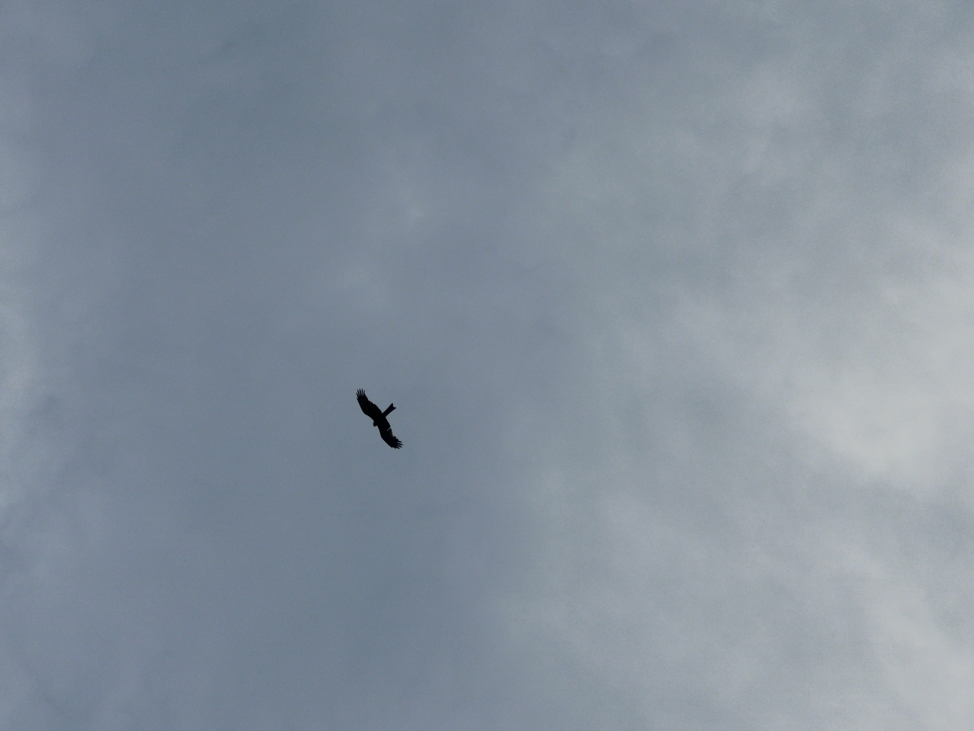 A silhouette of a bird of prey is captured in flight against a cloudy, overcast sky. The bird appears to be a raptor with its wings outstretched, suggesting it is soaring or in a hunting maneuver. The sky is a uniform gray, indicating diffused light conditions typical of a cloudy day. The image is devoid of any man-made structures or discernible landmarks, making it impossible to associate with any specific location within the city of Novopichugovo, Russia, or elsewhere. The scene is natural and serene, focusing solely on the solitary flight of the bird.