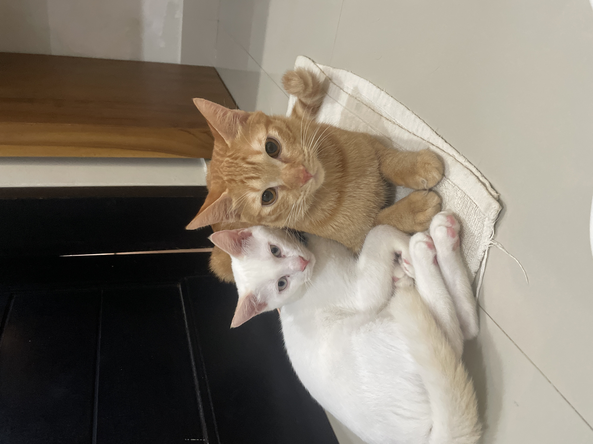Two cats, one orange tabby and one white, are lying on a white towel on a tiled floor. The orange cat is on top, looking directly at the camera with its head tilted slightly to the left. The white cat is underneath, lying on its back with its paws in the air. The background shows a dark cabinet or wall on the left and a light-colored wall on the top. The image was taken in Denpasar, Indonesia.