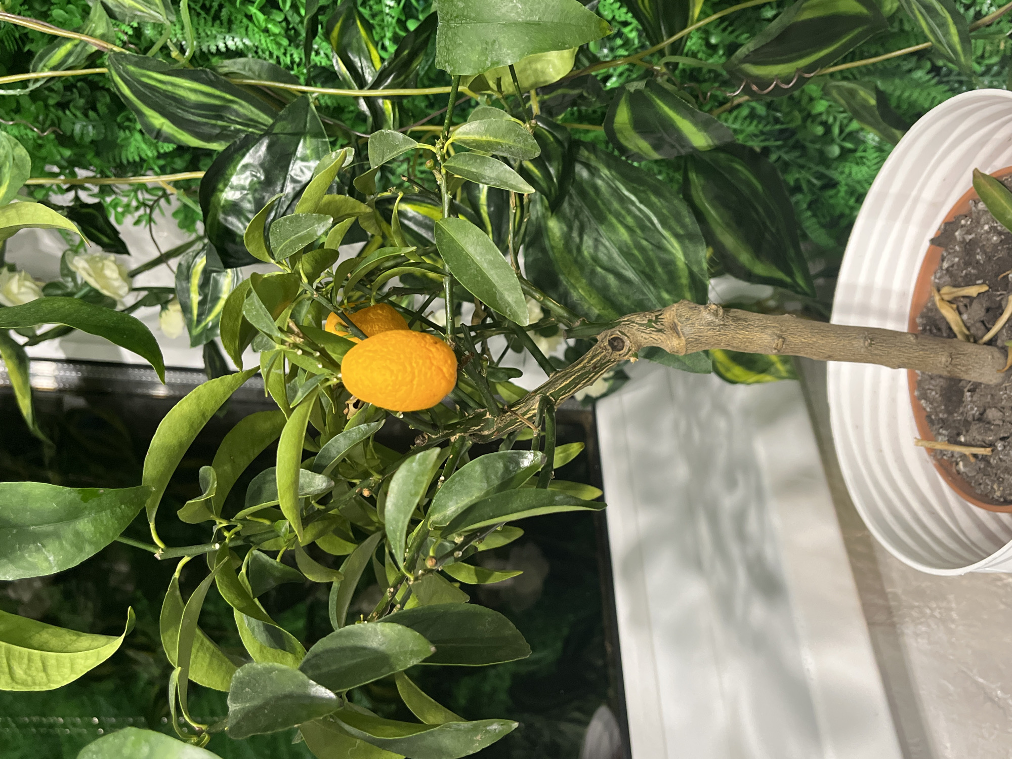 The image, captured in Sochi, Russia, displays a top-down view of a small potted citrus plant, likely a kumquat, bearing two bright orange, oval-shaped fruits. The plant features numerous green leaves of varying shades and sizes. A prominent light brown branch extends from the plant, leading towards a white, fluted pot filled with dark soil. The soil appears somewhat dry, with a few small, dried leaf fragments on its surface.
Behind the potted plant, a dense arrangement of artificial green foliage creates a backdrop. This includes various types of plastic leaves, some with distinct light and dark green variegation, and others with a uniform deep green hue, suggesting a decorative wall or an artificial garden display. A thin, wavy metallic wire is visible intertwined within this faux greenery.
To the right and bottom of the pot, a smooth, white surface, possibly a windowsill or table, reflects ambient light. The scene appears to be an indoor or sheltered setting, showcasing the fruit-bearing plant. The lighting is diffused and even, hinting at either indirect natural light or artificial illumination. No human subjects or discernible text are present in the image, which depicts a static botanical arrangement.