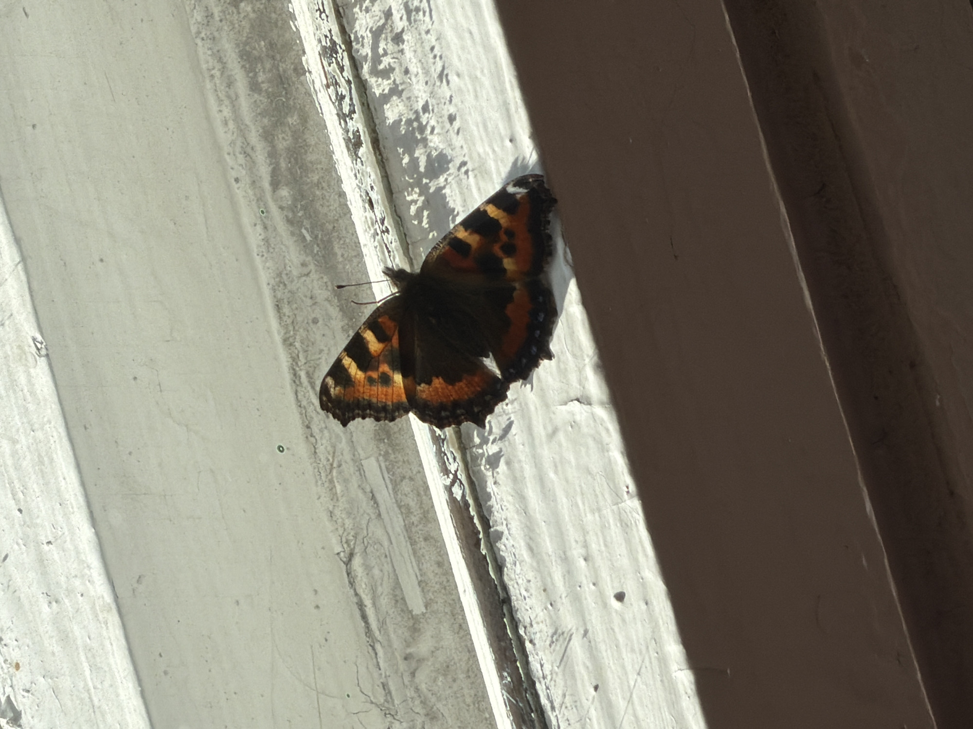 A butterfly with dark brown and orange patterned wings is perched on a weathered white window frame in Okha, Russia. The window frame shows signs of age and chipped paint. Sunlight casts a shadow on the lower part of the frame, creating a contrasting dark area. The background is a slightly textured, light-colored surface that appears to be part of the building's exterior.
