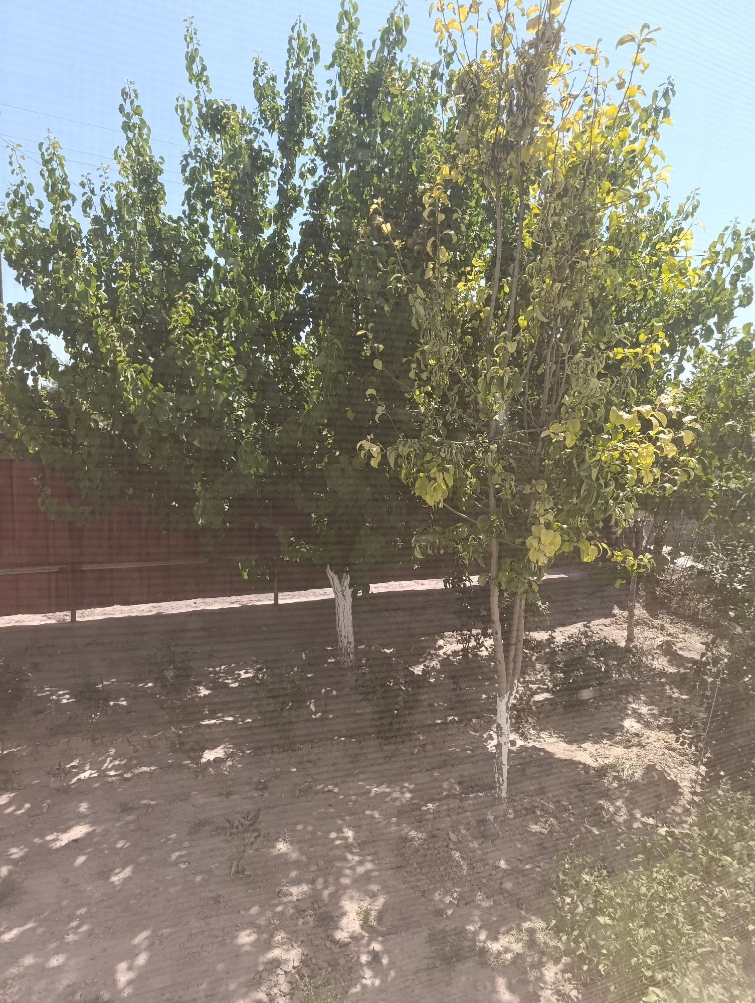 The image depicts an outdoor scene, likely a backyard or garden area, in the city of Қақпатас, Kazakhstan. The foreground shows a dirt ground with scattered pebbles and some sparse vegetation. Two young trees with whitewashed trunks are visible. The trees have thin branches and a moderate amount of green and yellowing leaves, suggesting it may be late summer or early autumn. In the background, a reddish-brown corrugated metal fence runs horizontally across the scene, separating the yard from what appears to be a slightly more developed area. Behind the fence, the tops of more trees are visible, with dense green foliage. The sky above is clear and a light blue. The lighting suggests a sunny day, with dappled shadows cast on the ground from the trees. There are no people or animals present in the image. The overall impression is one of a simple, perhaps somewhat unkempt, outdoor space.