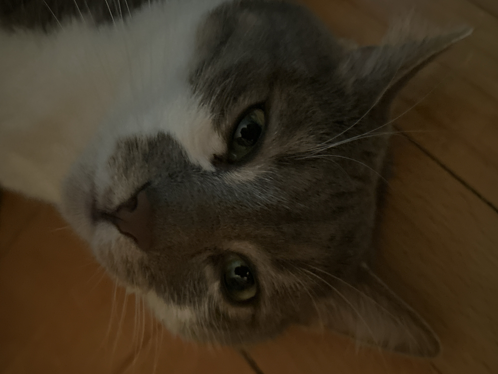 A close-up, upside-down, indoor photograph captures the face of a gray and white cat resting on a wooden floor. The cat's large, green eyes are wide open, and its whiskers are clearly visible. The lighting is dim, creating shadows and highlighting the texture of the cat's fur and the wood grain of the floor. No people are visible in the image, and there are no specific landmarks or environmental cues that would allow for identification of the city of Sofia, Bulgaria, or any other location.