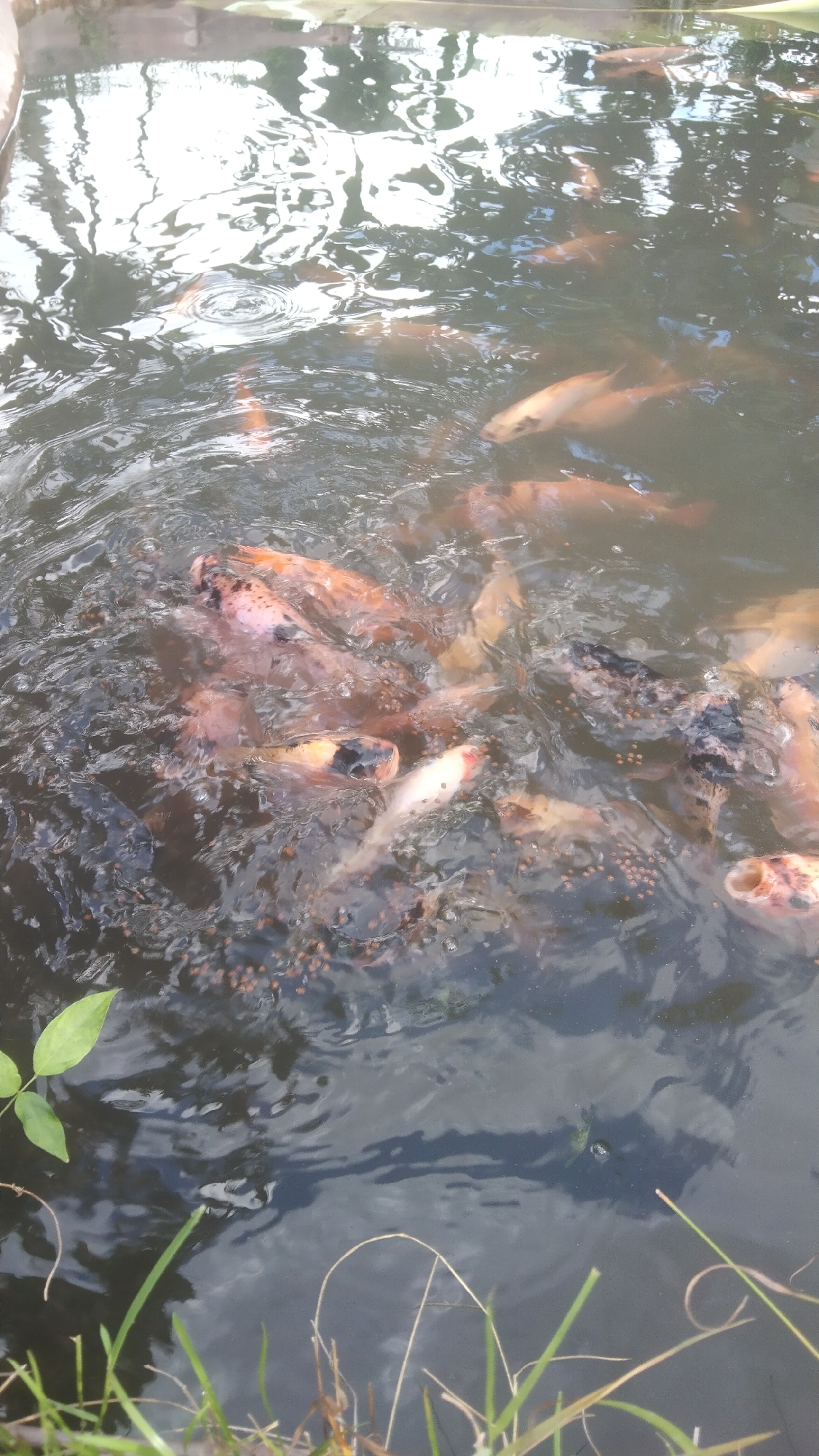 The image shows a close-up, overhead view of a school of fish in murky water. The fish are of various colors, including orange, white, and black. They appear to be feeding on small pellets that are visible throughout the water. Some of the fish are close to the surface, while others are deeper. The water is disturbed by the movement of the fish. In the foreground, there are green leaves and blades of grass. The lighting suggests it is daytime, and reflections on the water indicate the presence of overhead foliage or structures. The scene is likely an outdoor fish pond or aquarium.