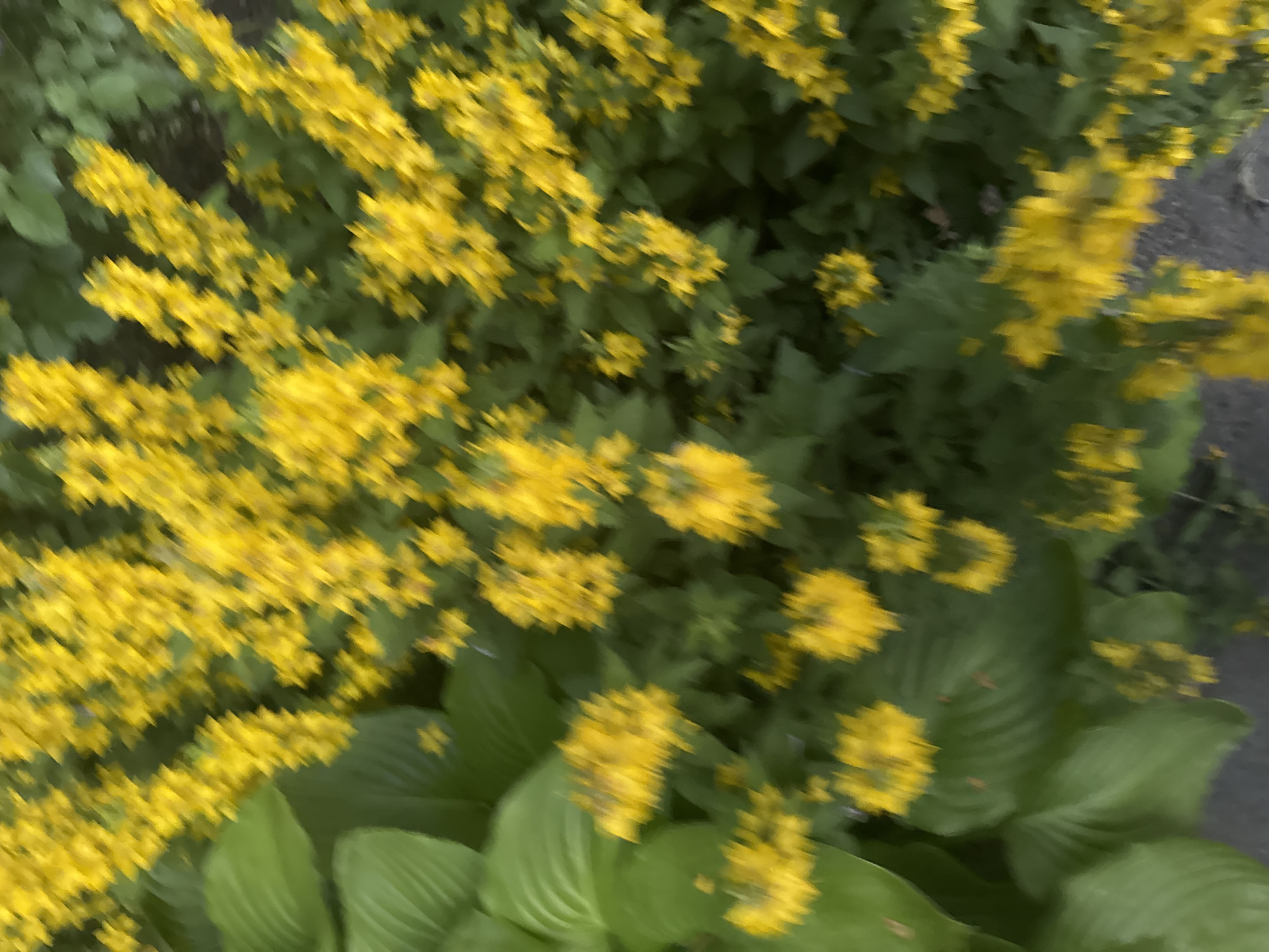 A close-up, blurred photograph shows a cluster of bright yellow flowers and large green leaves. The yellow flowers are small and grow in tall spikes. The green leaves appear to be broad and veined. The image has a shallow depth of field, with the foreground and background appearing out of focus. The setting appears to be outdoors, possibly a garden or natural area. The photograph was taken in the city of Horzhuly, Ukraine.