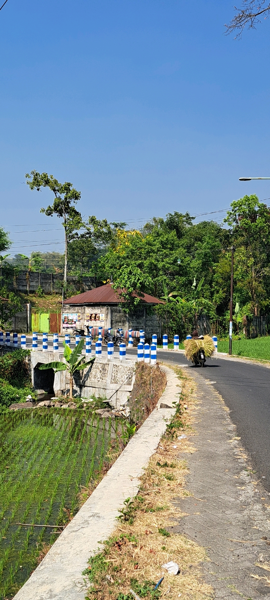 In Watuagung, Indonesia, a person rides a motorcycle on a paved road beside a rice paddy. The motorcycle is loaded with a large bundle of harvested rice stalks. The road is bordered by a concrete barrier with blue and white striped bollards. Adjacent to the road is a small, open-air structure with a brown roof, possibly a shop or stall, and several parked motorcycles. A small bridge spans a waterway to the left of the road, with the rice paddy visible below it. Lush green trees and vegetation surround the scene, under a clear blue sky. The day appears sunny and warm.