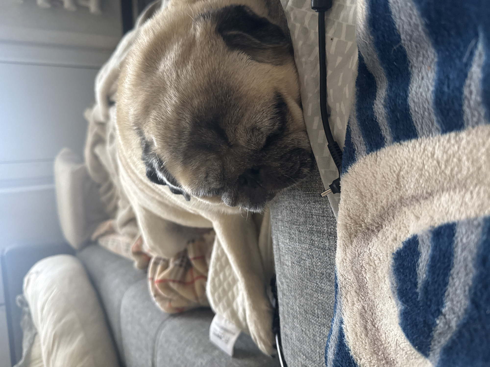 A fawn-colored pug sleeps peacefully on a couch in what appears to be an indoor setting, possibly a living room. The pug is covered by a light-colored blanket with a faint plaid pattern and a white quilted fabric underneath. Another blanket with blue and white stripes is visible in the foreground. A black electrical cord runs across the surface where the pug is resting. The couch itself is upholstered in gray fabric. There is no indication of the specific location within Bishkek City, Kyrgyzstan, as there are no identifiable landmarks or context clues.