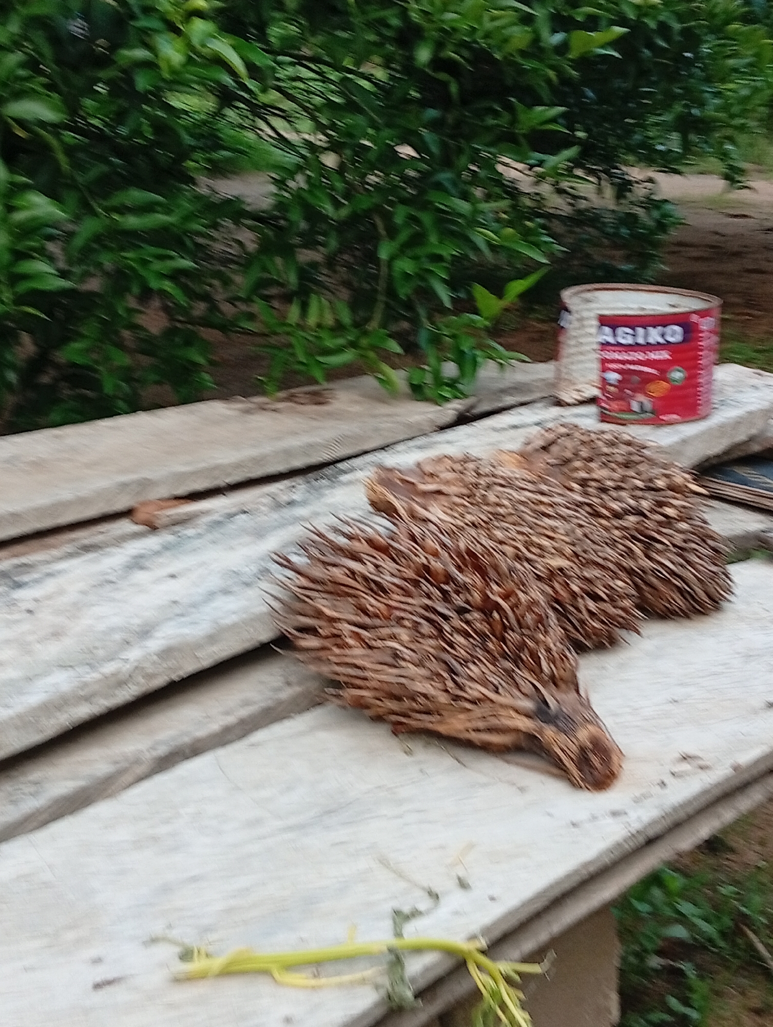 Two deceased porcupines lie on a rough wooden surface. Behind them, a red can with the label "AGIKO" is visible. The background consists of lush green foliage, suggesting an outdoor, possibly rural, environment.