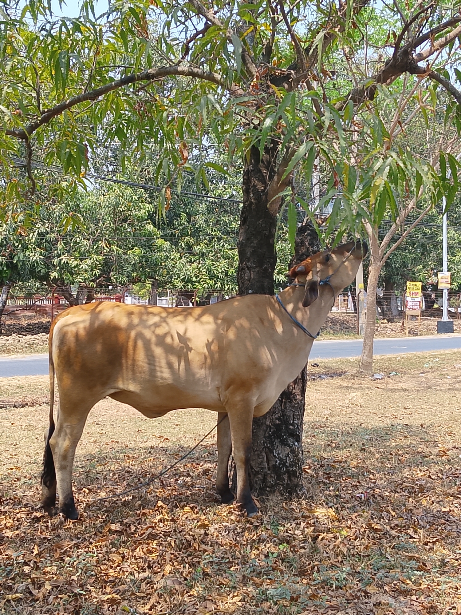 A light brown cow stands next to a tree, eating leaves from its branches. The cow is tethered by a rope around its neck. The ground is covered in dry leaves and grass. In the background, there are more trees, a road, and a few signs. The sky is clear and blue. The scene appears to be in a rural area of Ngelo, Indonesia.