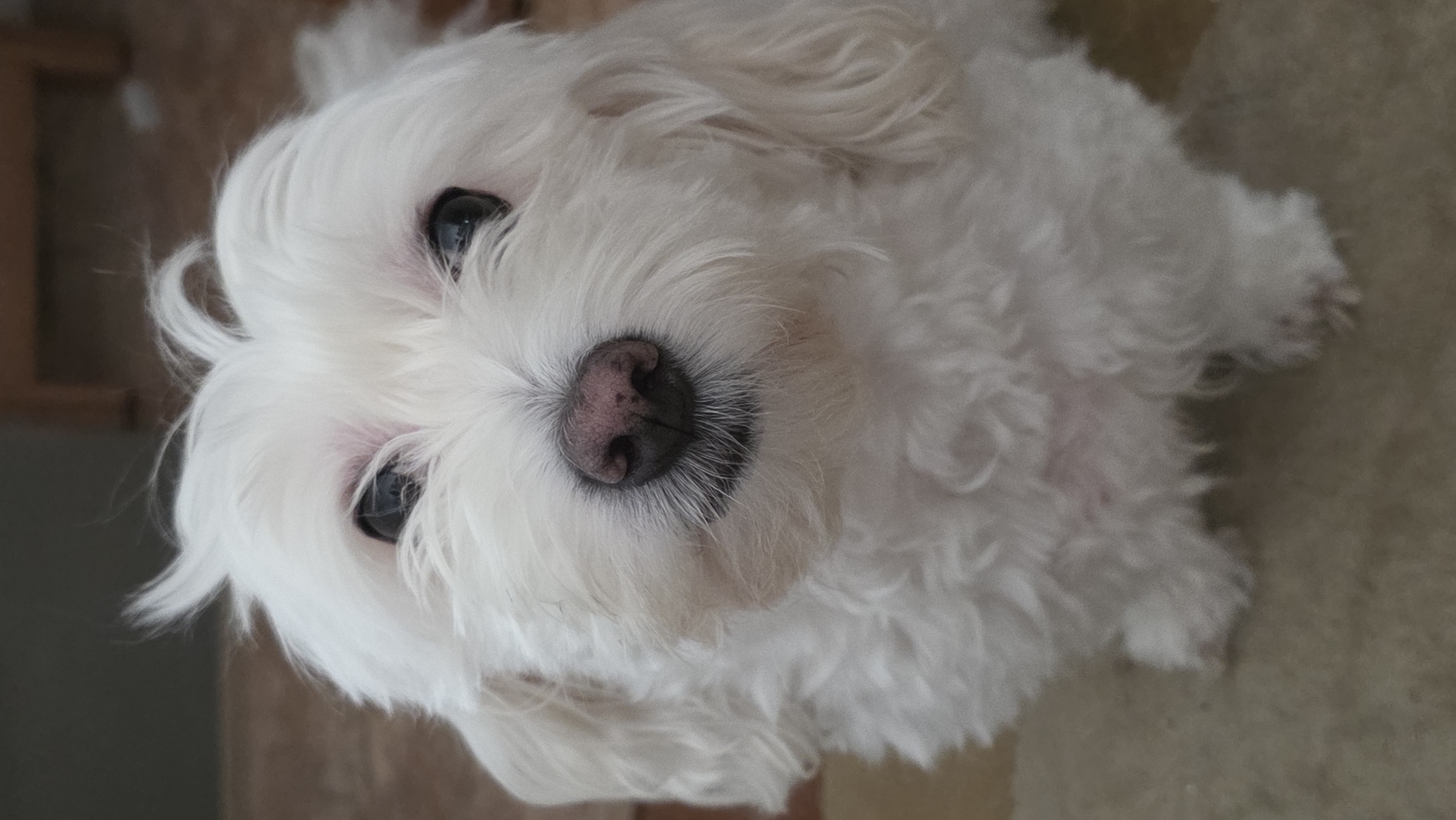 The image shows a close-up, eye-level shot of a white dog, likely a Maltese or similar breed, with black eyes and a pinkish-brown nose. The dog's fur is fluffy and appears somewhat disheveled, with some strands of hair sticking up on its head. The dog is looking directly at the camera with a slightly tilted head. The background is blurred, suggesting a shallow depth of field, and appears to be an indoor setting with a floor that looks like carpet or a textured mat. No specific landmarks or identifiable features of Blagoevgrad, Bulgaria are visible in the image. The lighting appears to be natural or soft artificial light.