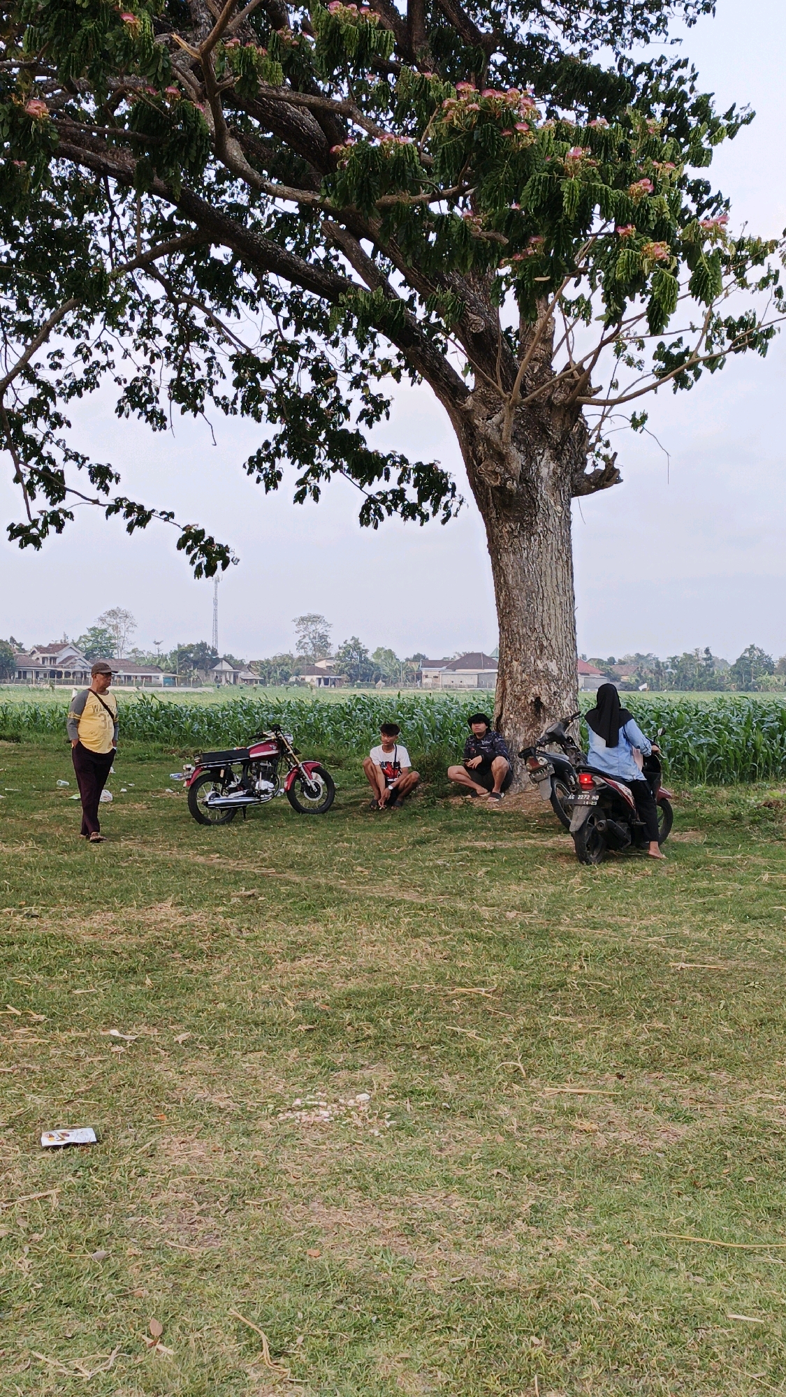 In Boyolangu, Indonesia, under a large, mature tree with pink blossoms, a group of four individuals is gathered on a grassy area adjacent to a cornfield. On the left, a man stands facing away from the camera, wearing a yellow t-shirt with a white graphic and dark trousers. To his right, a vintage red motorcycle is parked. Three young men are seated on the grass near the base of the tree. Two are seated closely together, facing the camera. A third young man is seated slightly to their right, facing more towards the motorcycle. A woman, wearing a light blue long-sleeved shirt and a dark headscarf, is seated on a black motorcycle parked on the right side of the image. The environment suggests a rural setting with houses and a telecommunications tower visible in the background beyond the cornfield. The ground is covered in green grass with some dry patches.