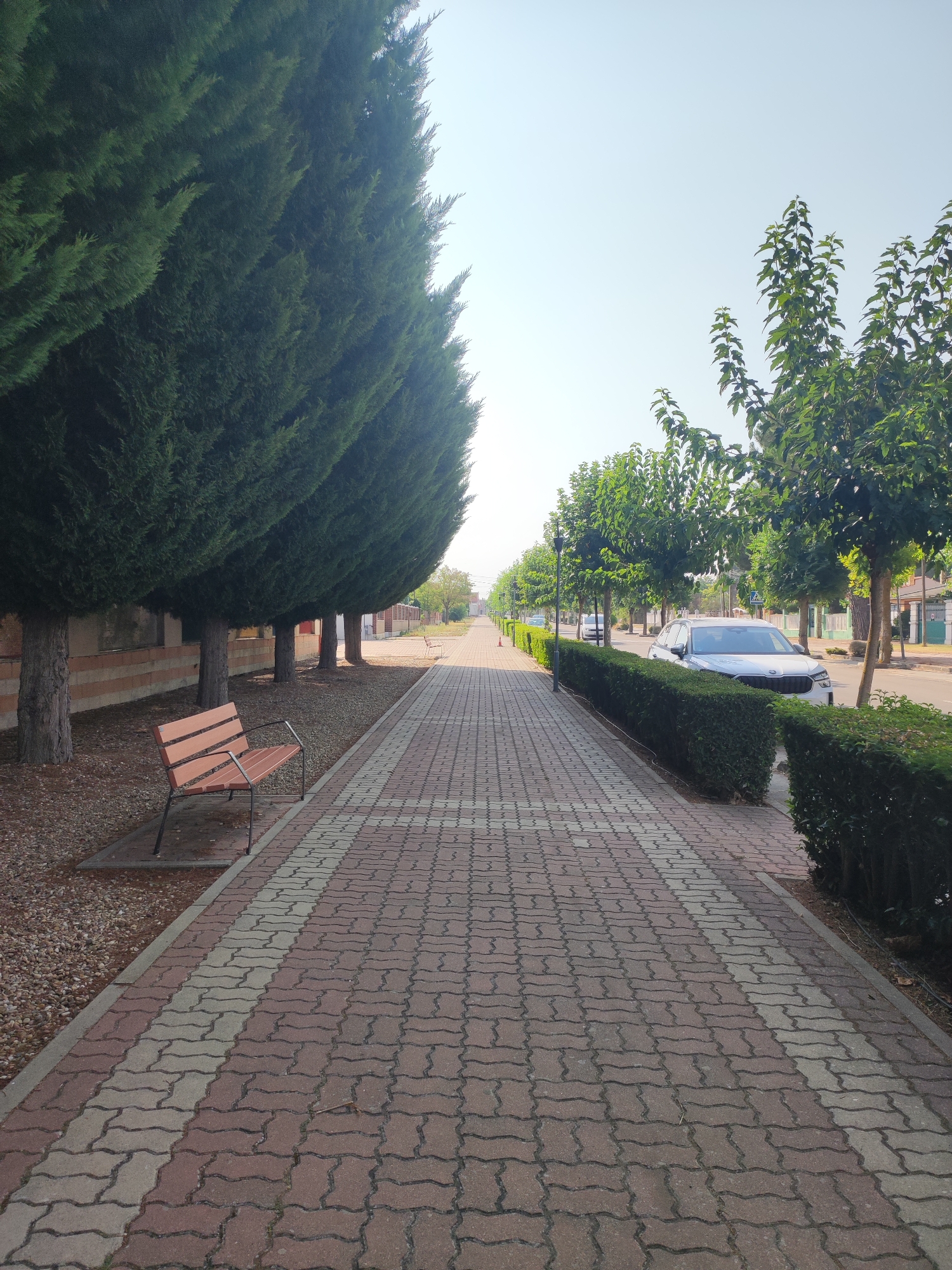 The image depicts a paved pedestrian walkway in Traspinedo, Spain. The walkway is constructed with interlocking brick pavers in a pattern of reddish-brown and light gray. To the left of the walkway, a row of tall, dense evergreen trees is visible, casting shadows on the ground which is covered in small gravel. A single, empty wooden bench with metal legs is situated on the gravel area near the trees. Further down the walkway, more trees with leafy green canopies are planted along the edge of the pavement, alternating with street lamps. A neatly trimmed green hedge runs alongside the walkway, separating it from a street where a white SUV and other vehicles are parked or driving. The sky above is clear and light blue, suggesting daytime. In the background, houses and other buildings are partially visible. The scene appears to be a well-maintained public space, likely in a residential or town area.