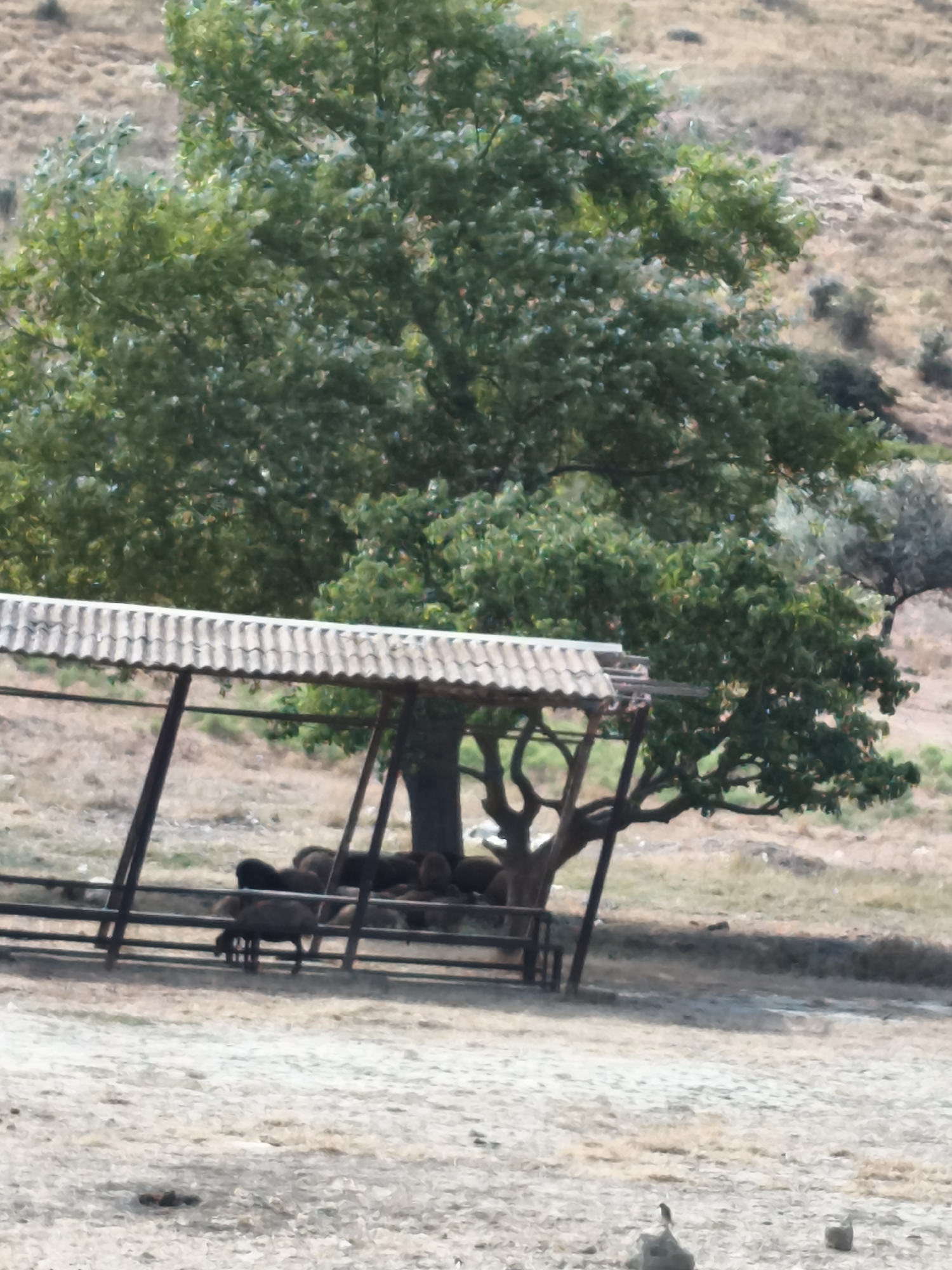 In the city of Siazan, Azerbaijan, a partially visible animal shelter with a tiled roof stands in an outdoor, arid environment. The shelter is supported by dark, angled posts and is lined with a dark metal fence. Several dark-colored animals, possibly sheep or goats, are gathered within the fenced area of the shelter, with some appearing to be eating. A large tree with lush green foliage grows behind and to the right of the shelter, its branches extending over the structure. The ground surrounding the shelter is dry and dusty, with sparse vegetation. In the background, a barren hillside rises steeply. In the foreground, a small bird stands on a rock, and another object, possibly a small bird or stone, is visible to its right.