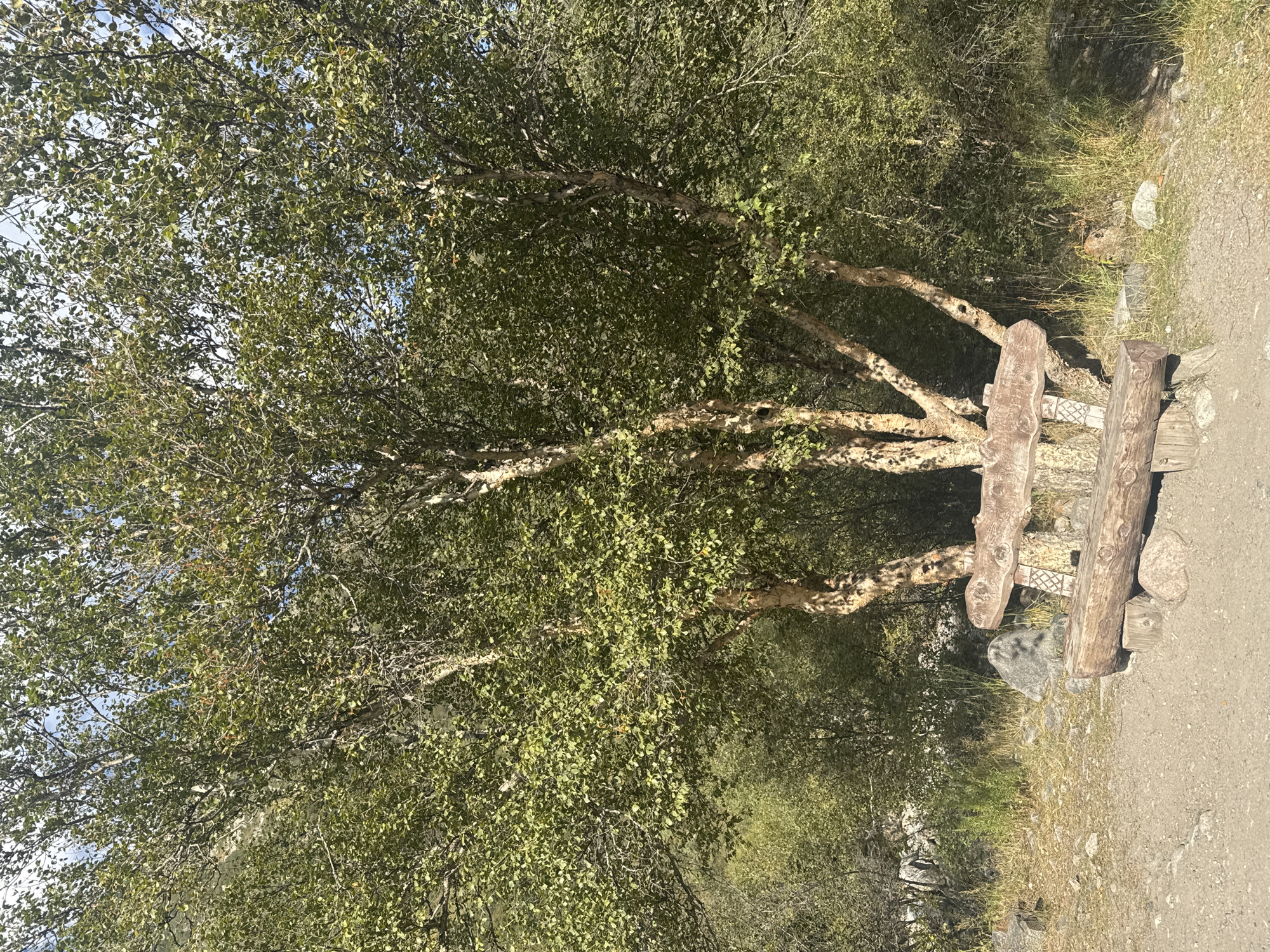 In the city of Unknown, Kyrgyzstan, a rustic wooden bench sits beneath the shade of a large tree with pale, peeling bark. The bench is crafted from logs, with a carved backrest that resembles a rough-hewn sign. The ground around the bench is a mix of dirt, gravel, and scattered rocks, with dry grass and foliage growing in the background. The scene is set in a natural environment, likely a park or a scenic area, with the tree’s branches reaching towards a bright sky.
