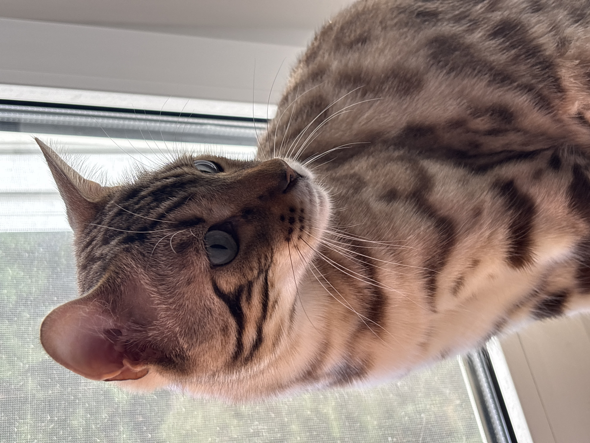 This is a close-up, eye-level, natural light photograph of a Bengal cat sitting on a windowsill in Noviy, Russia. The cat is facing to the right, with its head tilted slightly upwards and its green eyes looking out. Its fur is a tan and brown tabby pattern with distinct black spots and stripes. The cat has long white whiskers and pointed ears. The background consists of a window with a sheer curtain, which diffuses the natural light and shows a hint of greenery from outside. The windowsill is white. The image is sharp and detailed, focusing on the cat's features and the texture of its fur. There are no people or other animals present in the image.