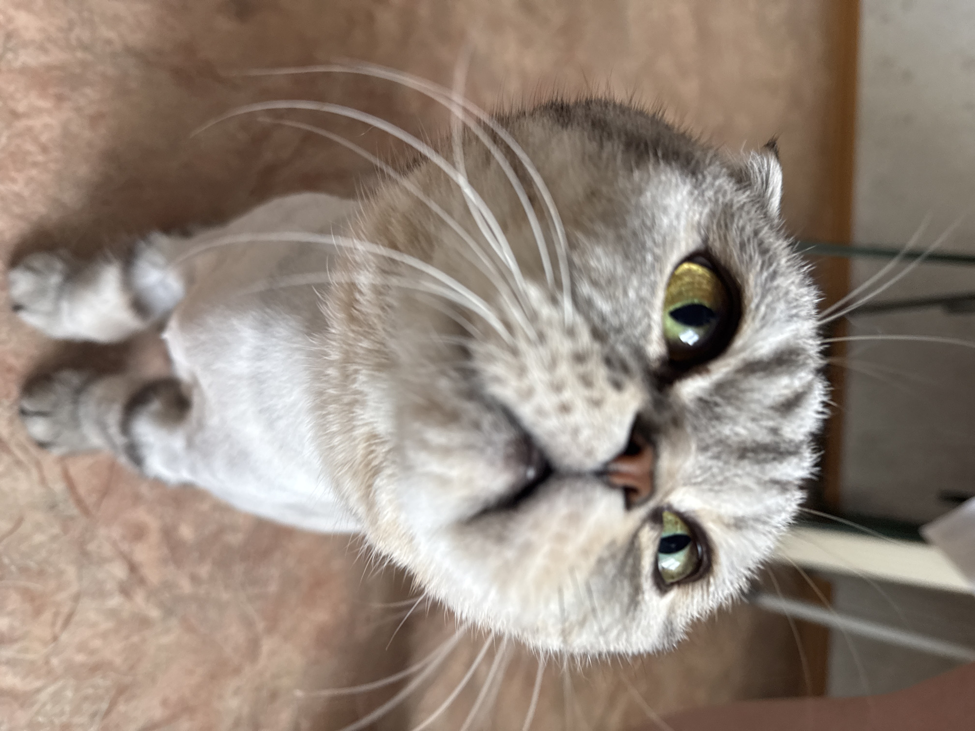 A close-up, high-angle shot depicts a light gray and white Scottish Fold cat with green eyes. The cat is positioned in the center of the frame, its head tilted upwards towards the camera. The background appears to be a blurred, light brown surface. The scene is indoors.