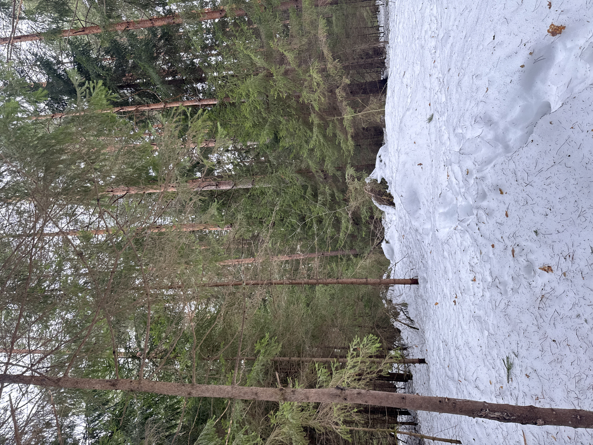 The image shows a winter scene in a forest, potentially located near Votkinsk, Russia. The ground is covered in snow, with tracks visible suggesting recent passage. Tall coniferous trees, some bare-branched, stand densely, forming a forest canopy. The scene is static, without visible people or animals. The overall atmosphere is cold and still.