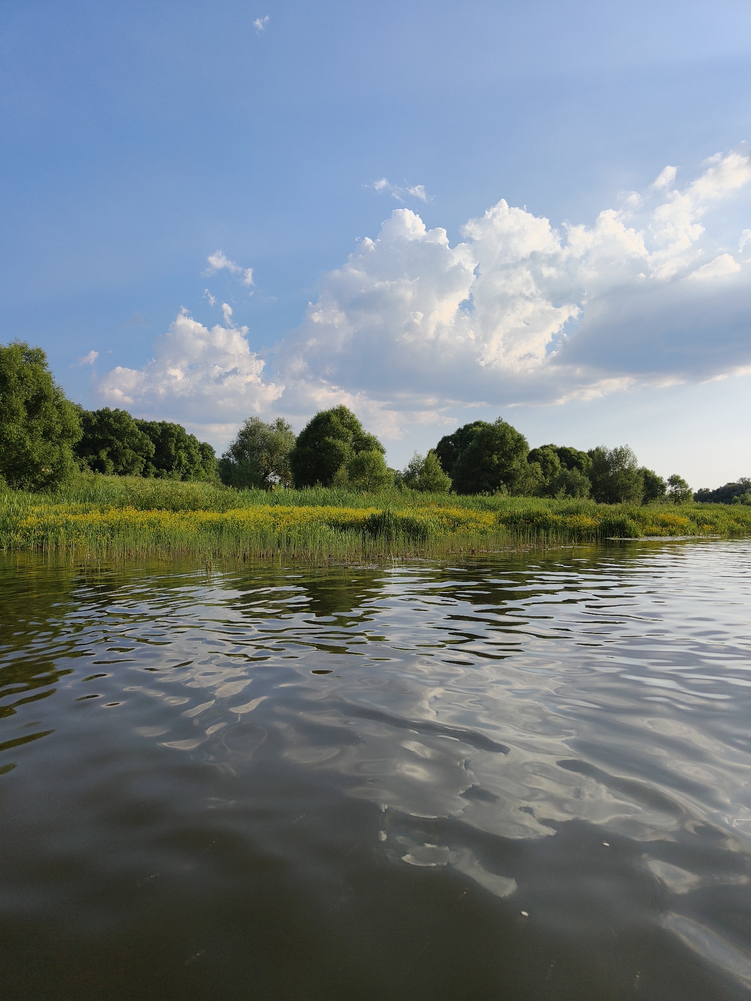 A body of water stretches across the foreground, its surface rippled with light and reflections. Beyond the water, a dense line of green trees forms the background, with a strip of tall yellow and green vegetation running along the water's edge. Above the trees, a bright blue sky is dotted with large, fluffy white clouds. The overall impression is a serene natural landscape.