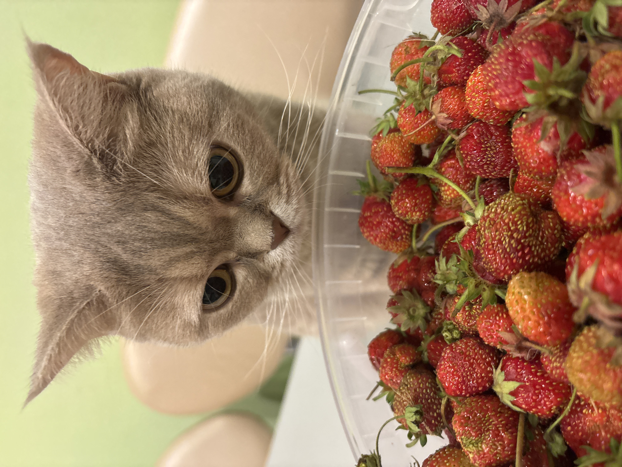 A light brown cat with yellow eyes looks down at a clear plastic container filled with fresh strawberries. The cat's face is in sharp focus, while the strawberries are slightly out of focus. The background is a soft green, with the blurred shapes of light-colored chairs visible. The scene appears to be indoors, likely in a home environment. There is no indication of the location being in Chaikovsky, Russia.