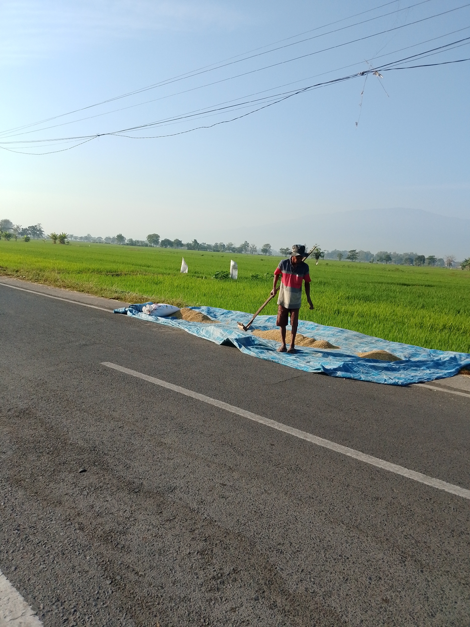 A farmer is seen drying rice on a tarp beside a road with a lush green rice paddy field in the background. The farmer, wearing a striped t-shirt and shorts, is using a rake-like tool to spread the grains. A large white sack is also on the tarp. The scene is set against a clear blue sky with some power lines overhead, and distant mountains are visible on the horizon. The image was taken in Pasuruan, Indonesia.