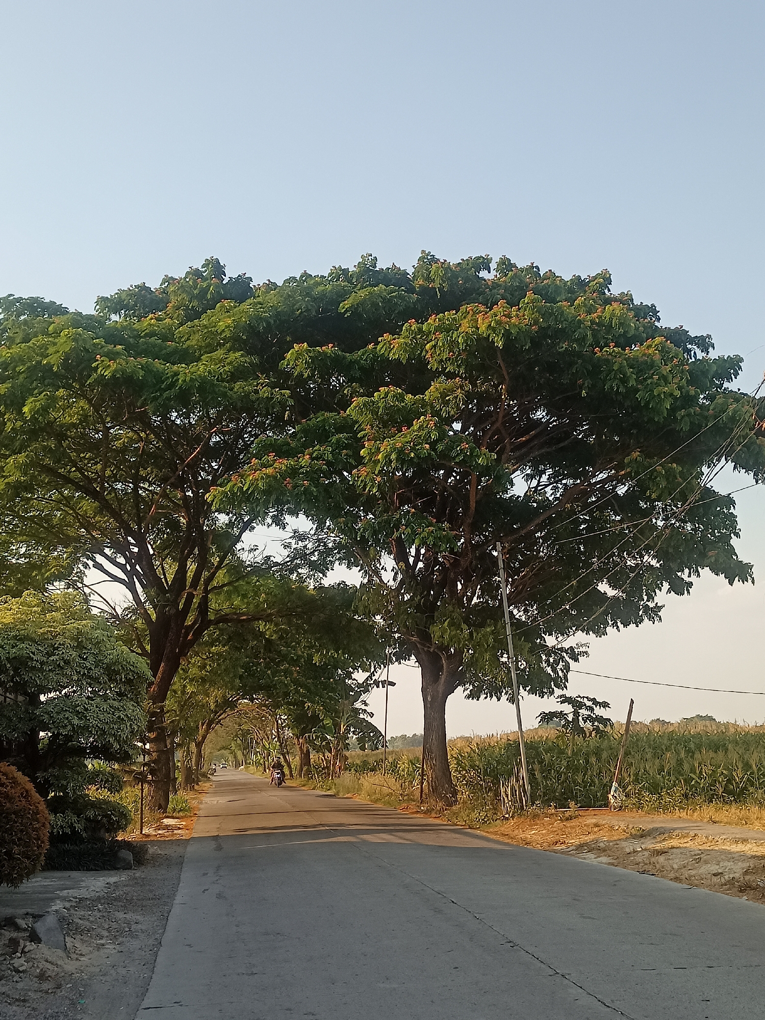 This is a medium-shot, eye-level, outdoor photograph of a rural road in Mojorejo, Indonesia. The road is paved and curves gently to the left. On either side of the road are mature trees with lush green foliage, casting shadows on the asphalt. The trees form an archway over the road in the distance. To the right of the road, a field of tall, green corn stalks is visible. The sky is clear and pale blue.
In the foreground, on the left side of the road, there is a concrete path and some landscaping with bushes and a small, round, brown bush. Further down the road, a person is riding a motorcycle away from the camera. On the right side of the road, there are utility poles and wires. The overall lighting suggests it is late afternoon or early morning, with the sun low in the sky.