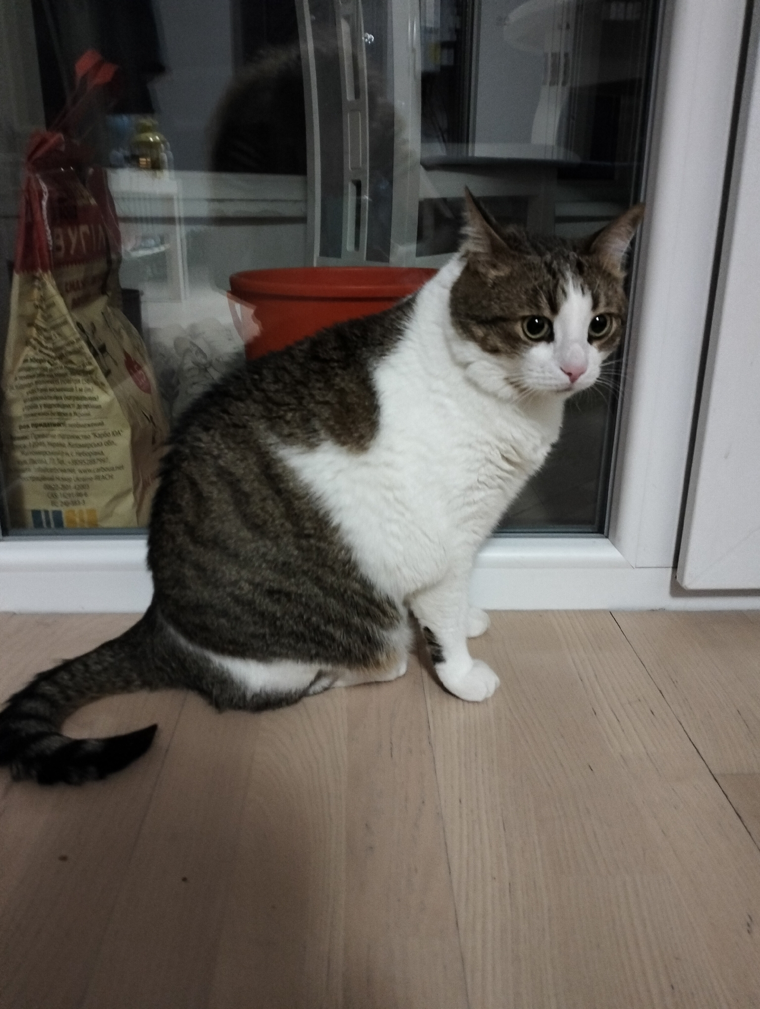 A tabby and white cat is sitting on a light wood-toned floor near a window in Krykhivtsi, Ukraine. The cat is facing right, with its tail curled around its body. Behind the cat is a window with several objects visible through the glass, including a bag with red and white coloring and an orange bucket. The window frame is white. The scene appears to be indoors.