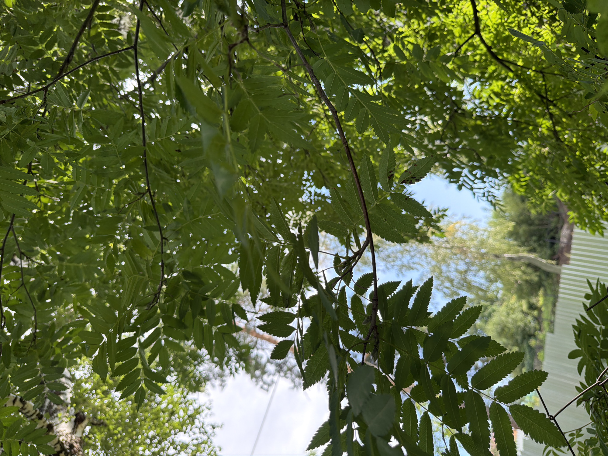 The image depicts a close-up view of green leaves and branches of a tree, likely a rowan tree, from a low-angle perspective looking upwards towards the sky. Sunlight filters through the foliage, creating a dappled effect and highlighting the serrated edges of the leaves. In the background, out of focus, are hints of a light-colored fence with vertical stripes, more greenery, and a bright sky. The overall impression is one of natural foliage against a bright, outdoor backdrop. While the image evokes a serene natural setting, there is no specific indication of its location within the city of Altayskiye Zori, Russia, or any discernible details about people, actions, or interactions.