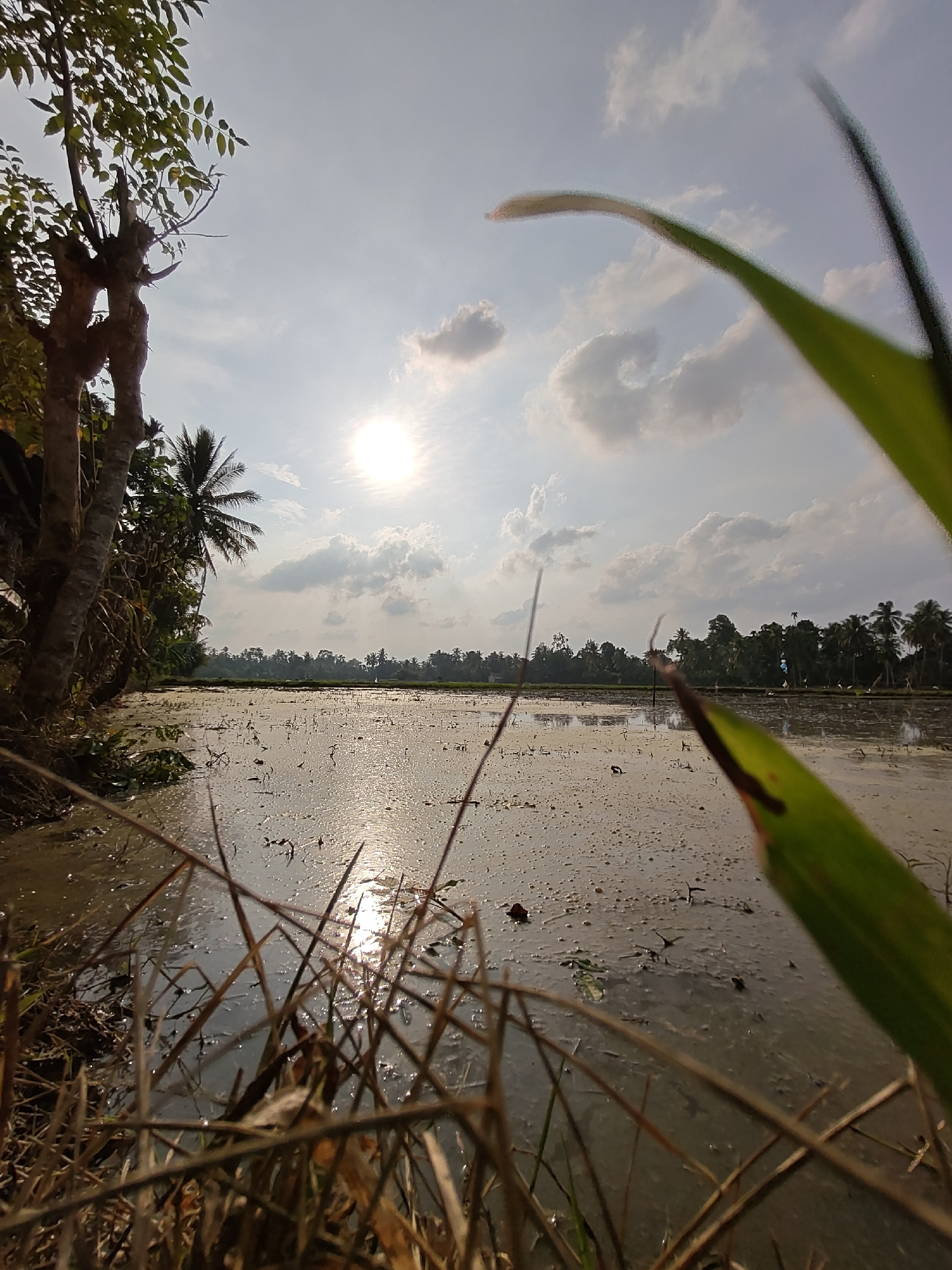 The image depicts a flooded rice paddy field at sunset in Rayeukpayaitek, Indonesia. The sun, partially obscured by clouds, casts a warm glow on the water's surface, creating ripples and reflections. In the foreground, dry grass and a blurred green leaf partially obscure the view of the paddy. The middle ground shows the expanse of the flooded field with small sprouts emerging from the water. The background features a dense line of trees, including coconut palms, and a hazy sky with scattered clouds. The overall scene conveys a sense of natural beauty and tranquility.