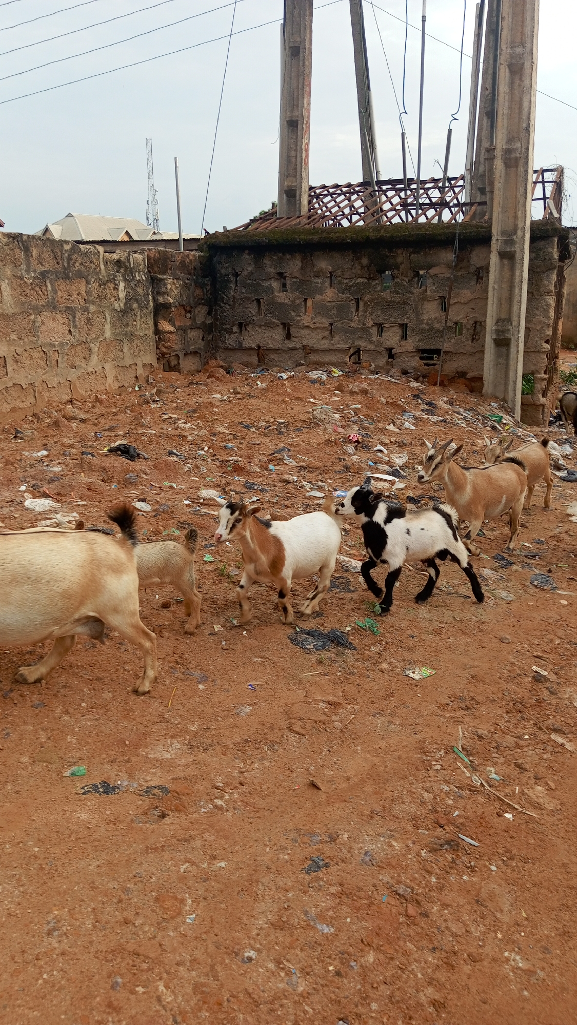 The image depicts a group of goats in an environment with dirt and garbage. There is a wall in the background and a dilapidated building with concrete supports. The sky is overcast. Based on the prompt, the location is in the city of Obosi, Nigeria.