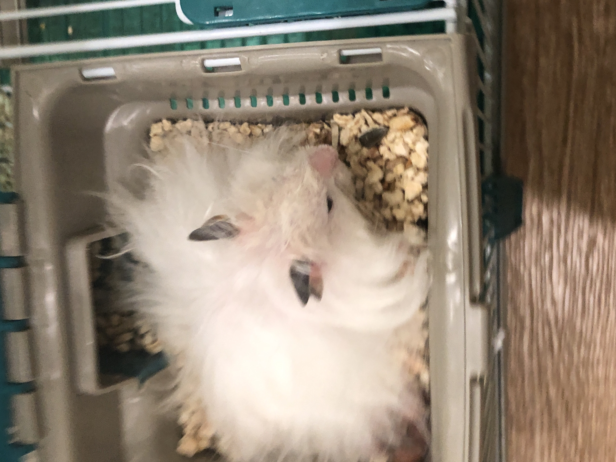 A white hamster is lying down in a cage, with its head facing towards the right. The hamster has fluffy white fur and dark markings around its eyes and ears. The cage contains wood shavings for bedding. The cage is made of tan plastic with green bars and a teal-colored top. The cage is resting on a wooden surface. There are no people or other animals visible in the image. The image quality is poor, with low resolution and blurry details.