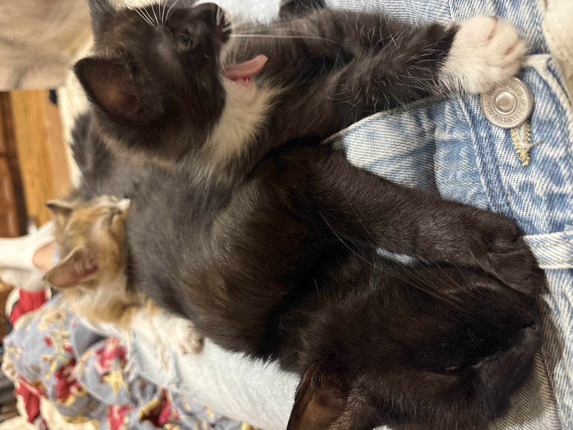 The image shows two kittens, one black and white and another orange and white, resting on a person's lap. The black and white kitten is in the foreground, yawning, with its mouth open and tongue visible. The orange and white kitten is sleeping on top of the black and white kitten. Both kittens are lying on a pair of light blue denim jeans, which are patterned with a floral fabric in the background. The scene appears to be indoors, possibly in a home. There is no indication of the location being in the city of Anton, Bulgaria.