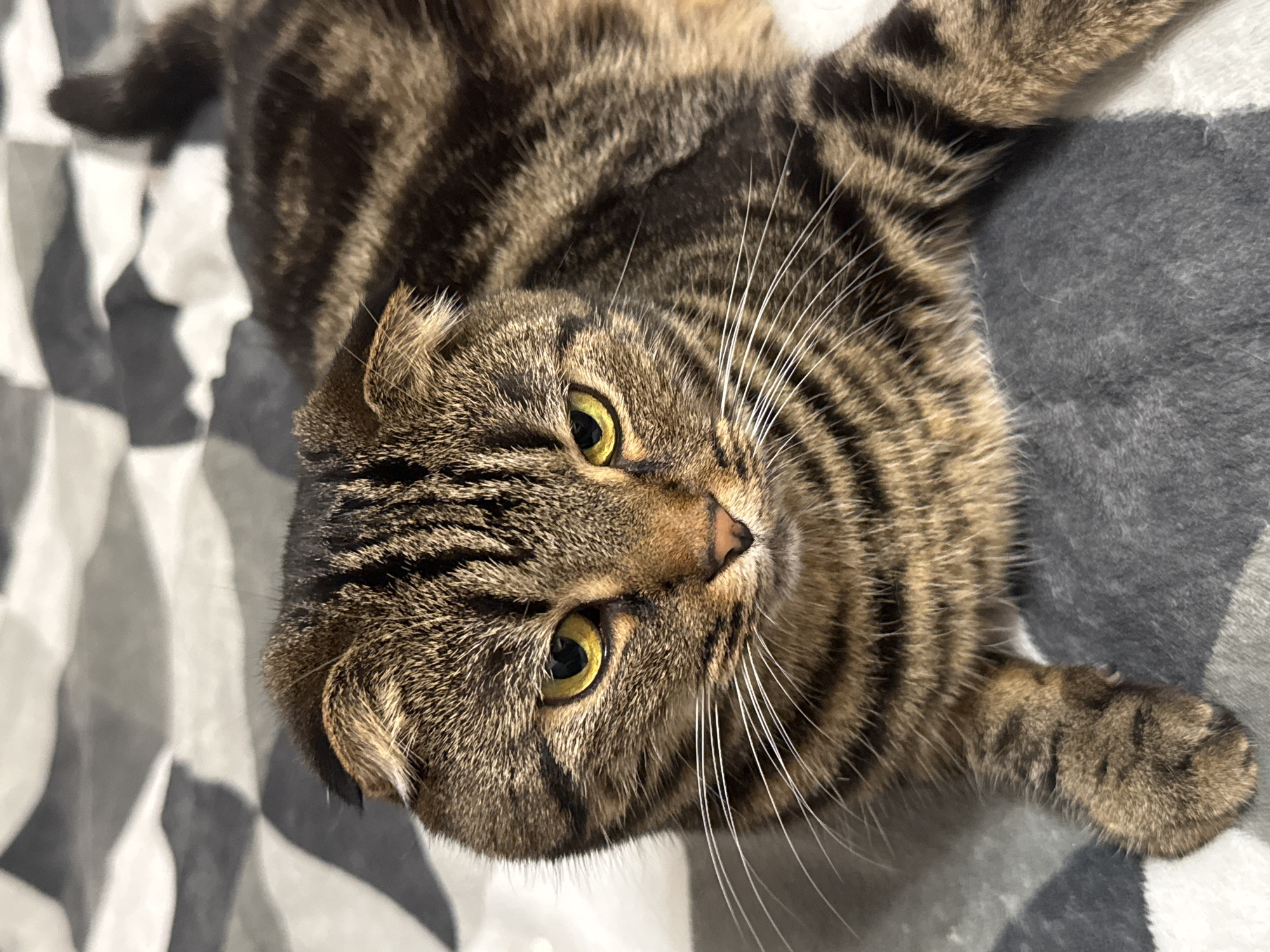 The image, originating from Perm, Russia, displays a domestic short-haired tabby cat lying prone on a patterned blanket. The cat, consistent with a Scottish Fold breed, features distinctive folded ears. Its fur exhibits a prominent brown and black striped tabby pattern, with lighter brown and tan fur visible on its face, chest, and undersides. The cat's eyes are a striking yellow-green with constricted, dark pupils, and it possesses numerous long, white whiskers emanating from its muzzle. Its expression is direct and intense, looking straight at the viewer. The background consists of a soft, textured blanket or bedspread, patterned with interlocking geometric shapes in alternating shades of light and dark gray. The cat's body is relaxed, with its limbs mostly obscured or tucked beneath it.